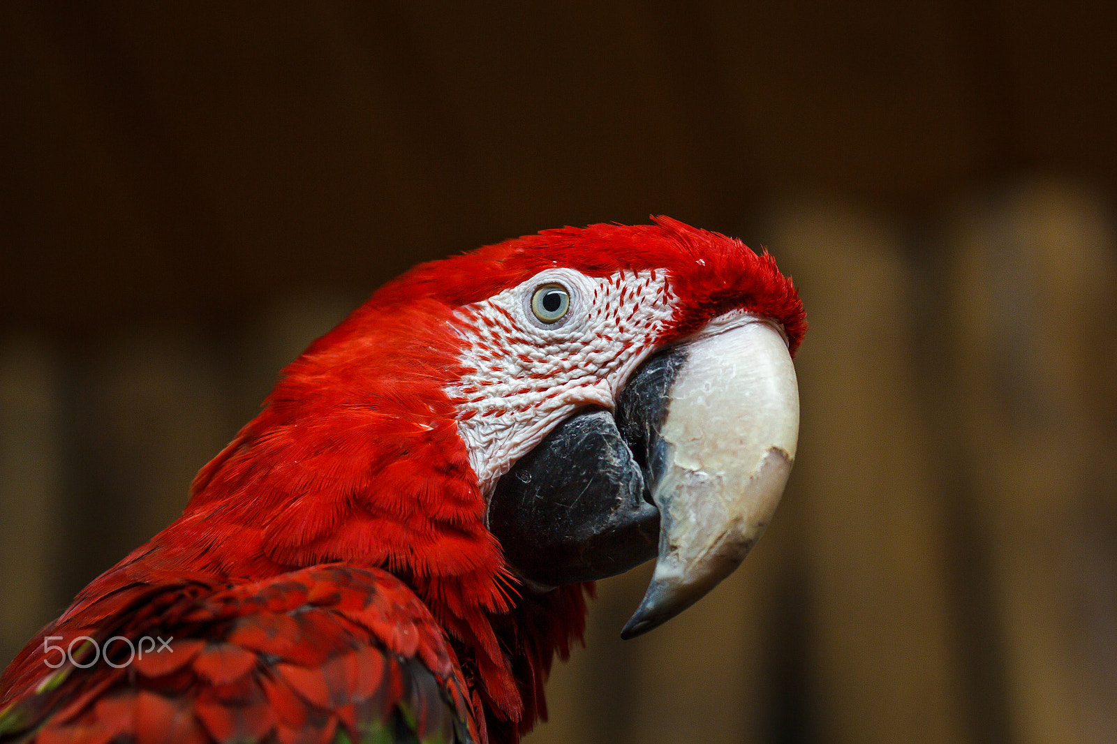Canon EOS 60D sample photo. Curious parrot photography