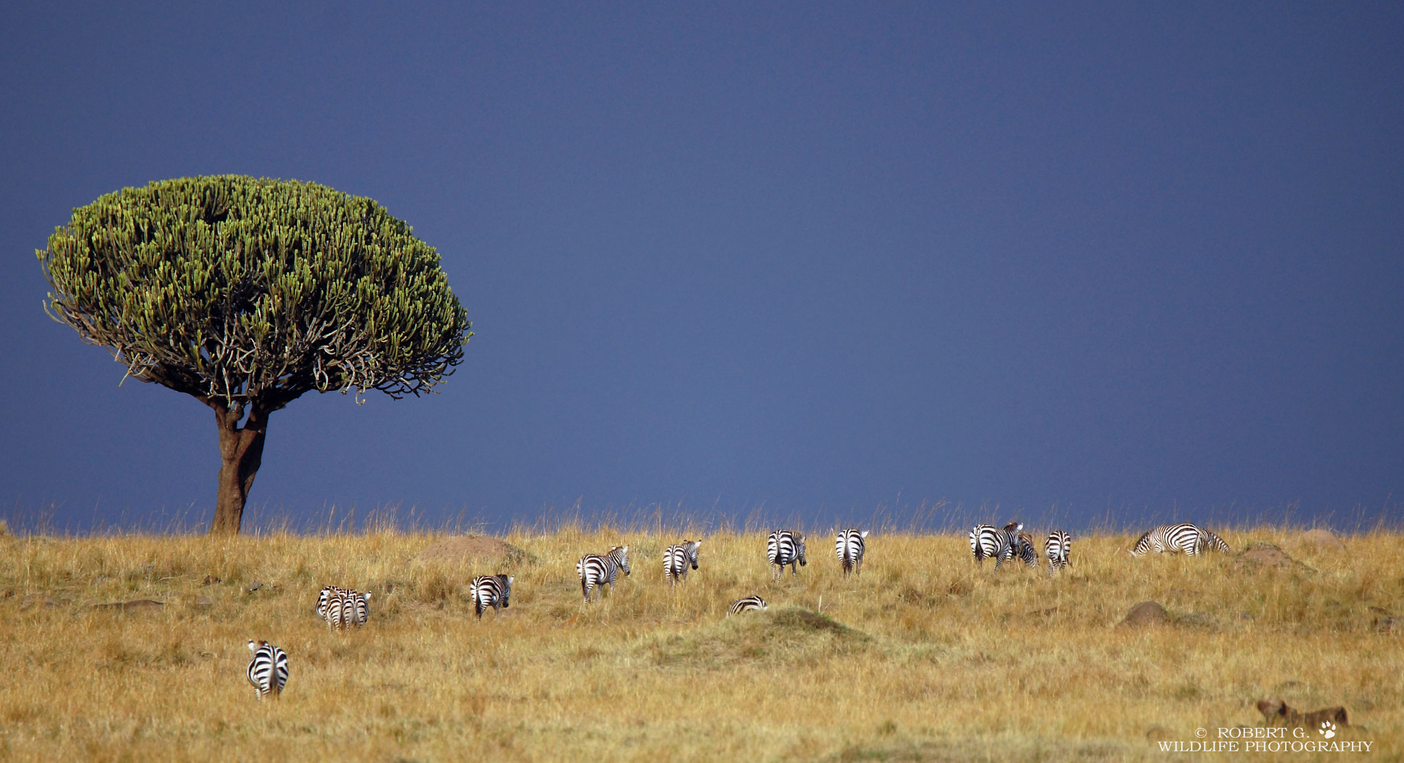 Sony SLT-A77 + Tamron SP 150-600mm F5-6.3 Di VC USD sample photo. Zebra trek in masai mara 2016 photography