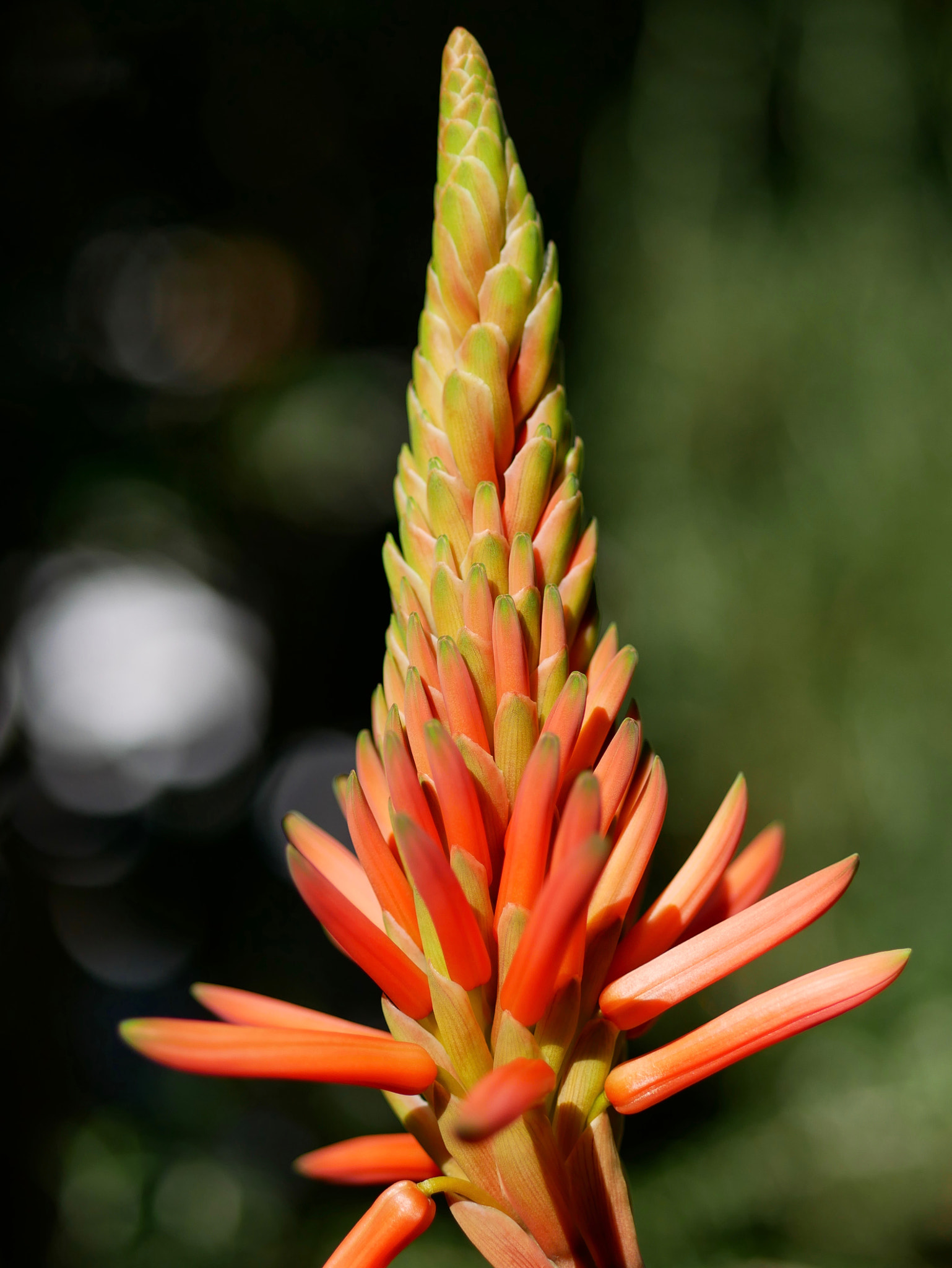 Panasonic Lumix G 42.5mm F1.7 ASPH Power OIS sample photo. Aloe blossoms photography