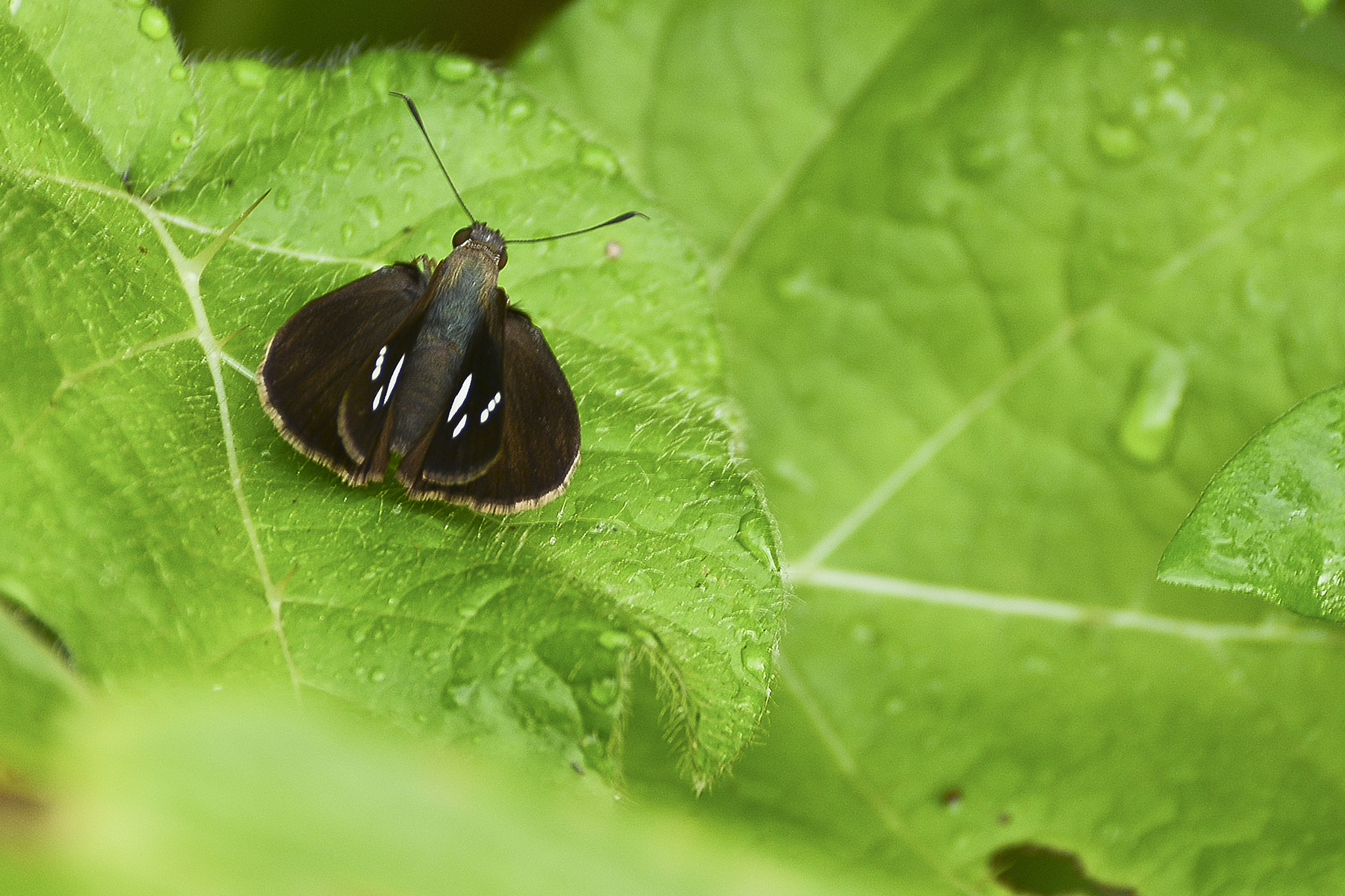 Nikon D7100 + AF Zoom-Nikkor 80-200mm f/4.5-5.6D sample photo. Repouso na natureza. photography