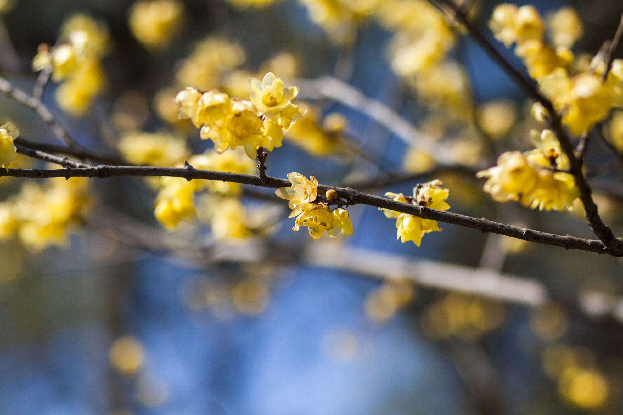 Canon EOS 50D + Canon EF 85mm F1.8 USM sample photo. Golden blossoming photography