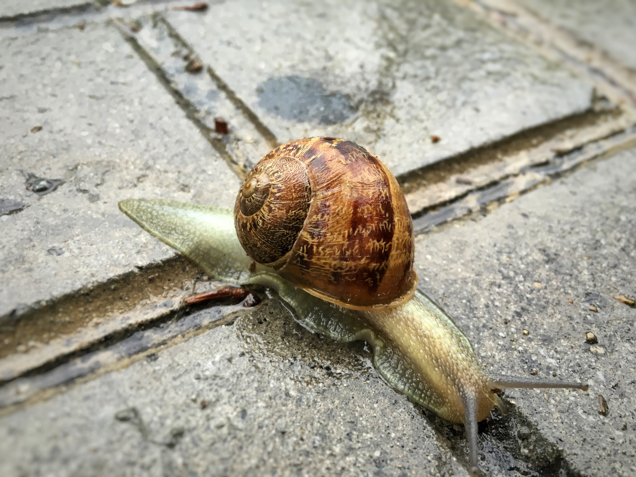 Apple iPhone8,1 sample photo. Caracol photography