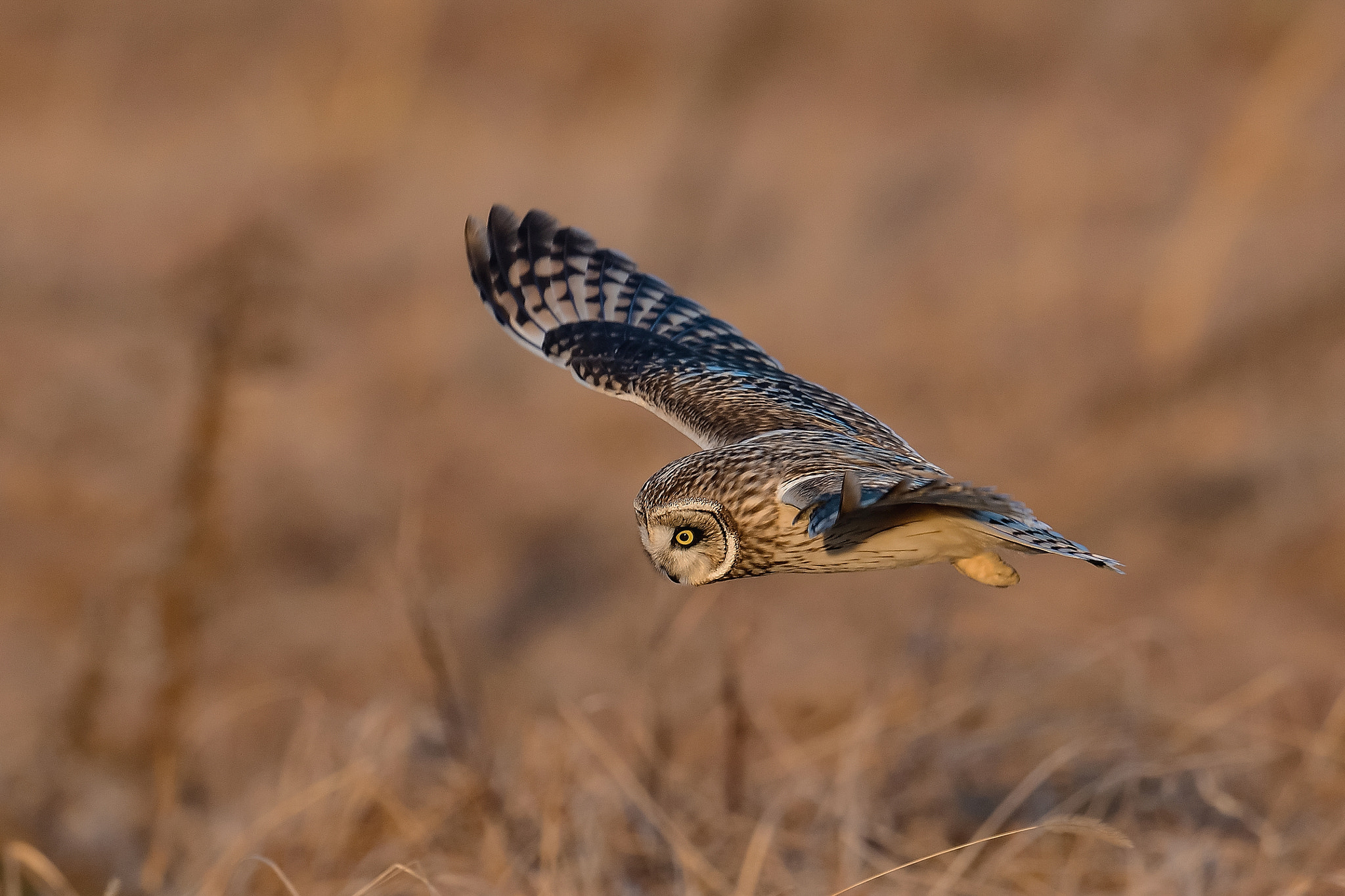 Nikon D500 + Nikon AF-S Nikkor 600mm F4G ED VR sample photo. Short-eared owl photography