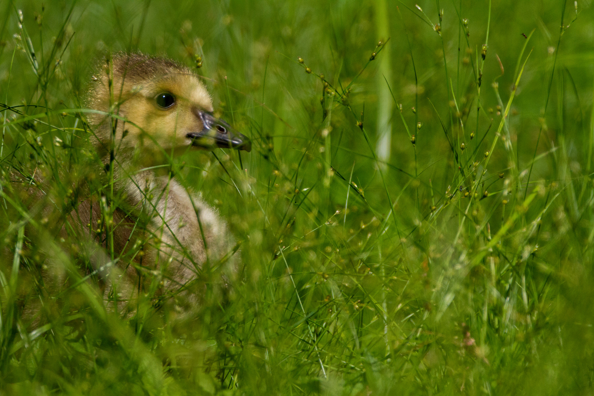 Canon EOS 7D + Canon EF 500mm F4L IS USM sample photo. Gosling in the grass photography