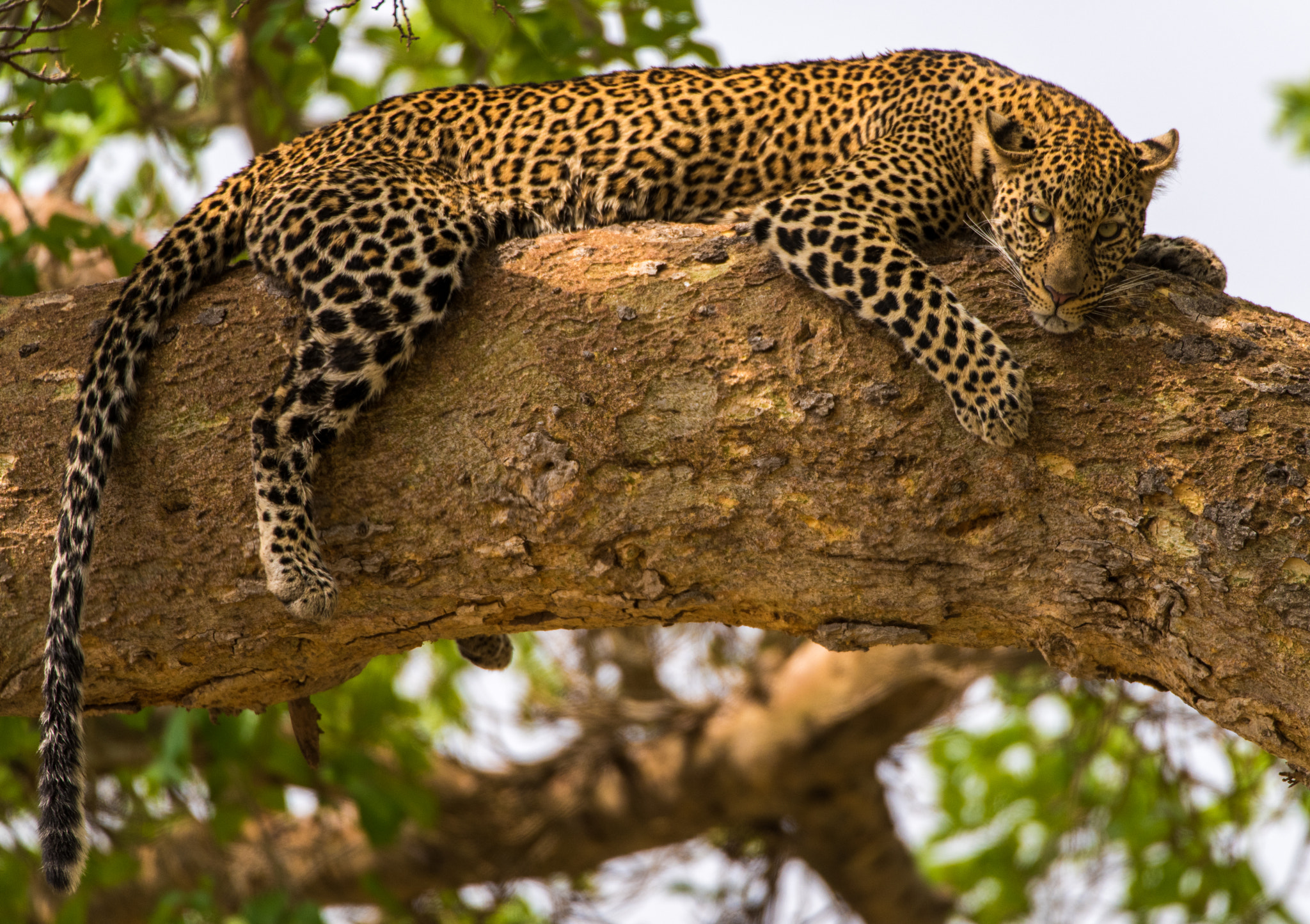 Nikon D810 sample photo. Chilling photography