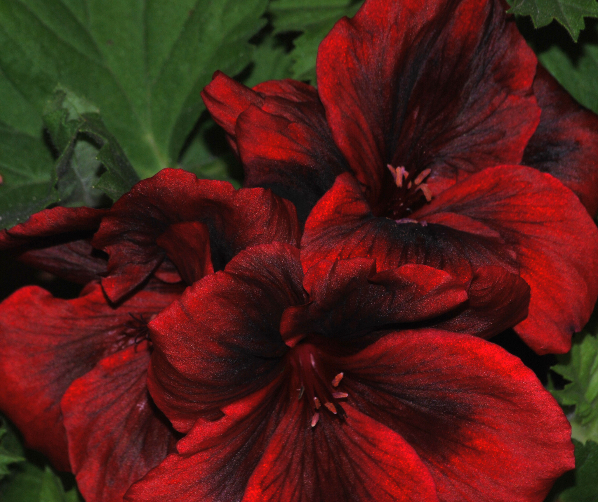Nikon D60 sample photo. Colorido photography