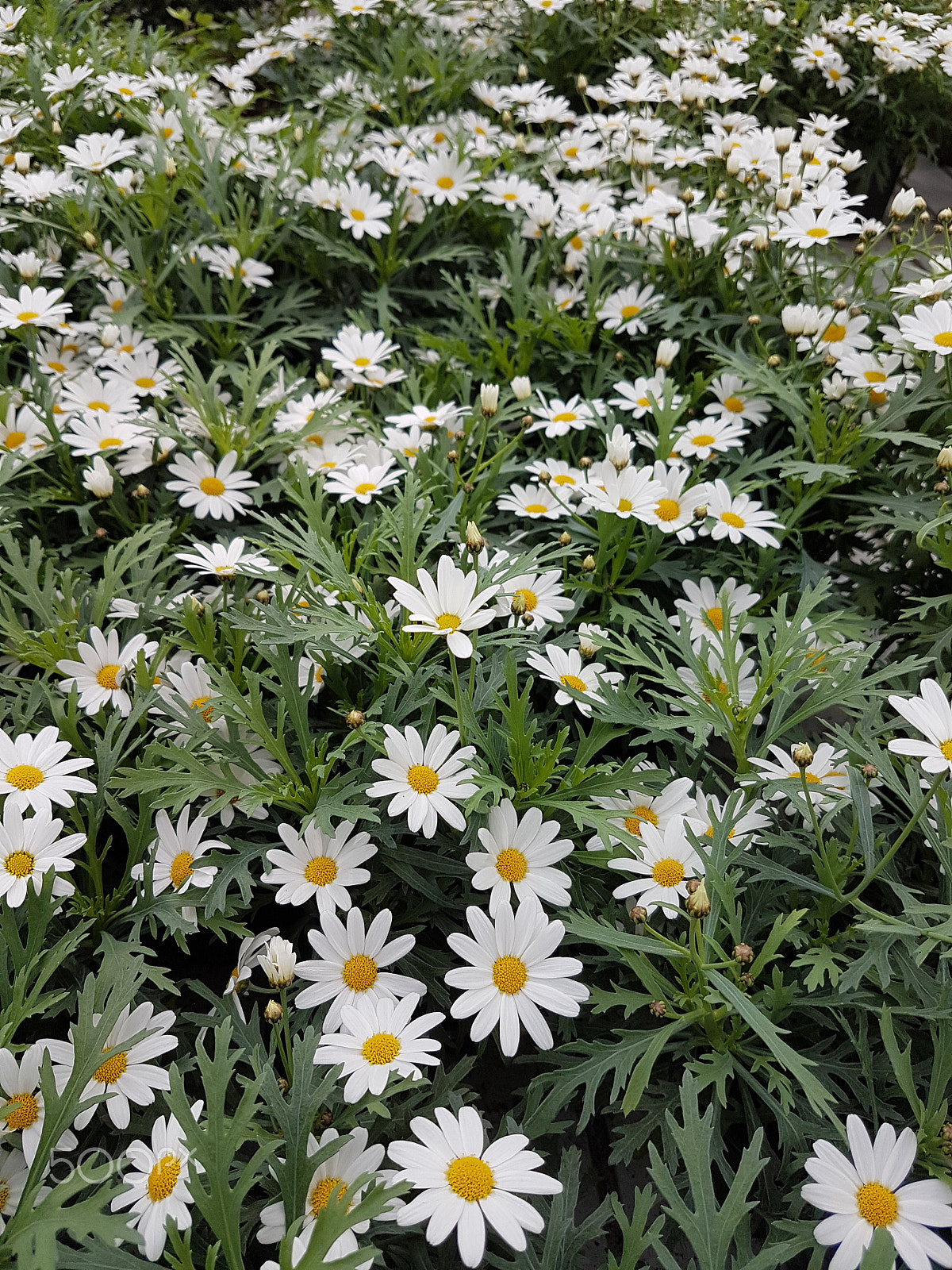 Samsung Galaxy S7 Edge + Samsung Galaxy S7 Edge Rear Camera sample photo. Flowers photography