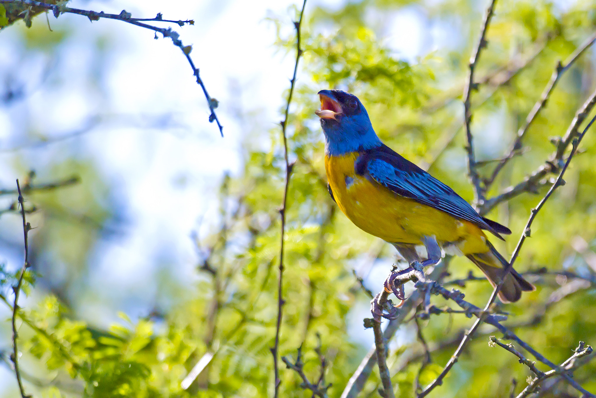 Nikon D5 + Nikon AF-S Nikkor 800mm F5.6E FL ED VR sample photo. Blue-and-yellow tanager photography