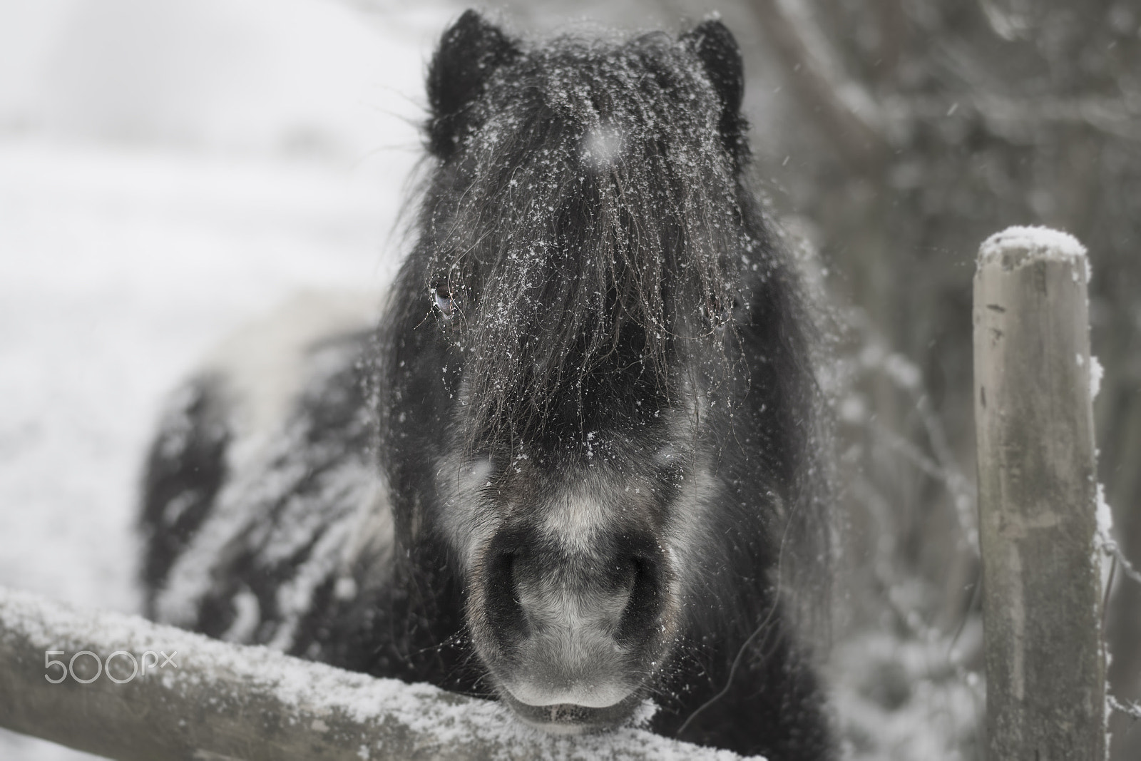 Nikon D500 + Nikon AF-S Nikkor 50mm F1.8G sample photo. Snow horse photography