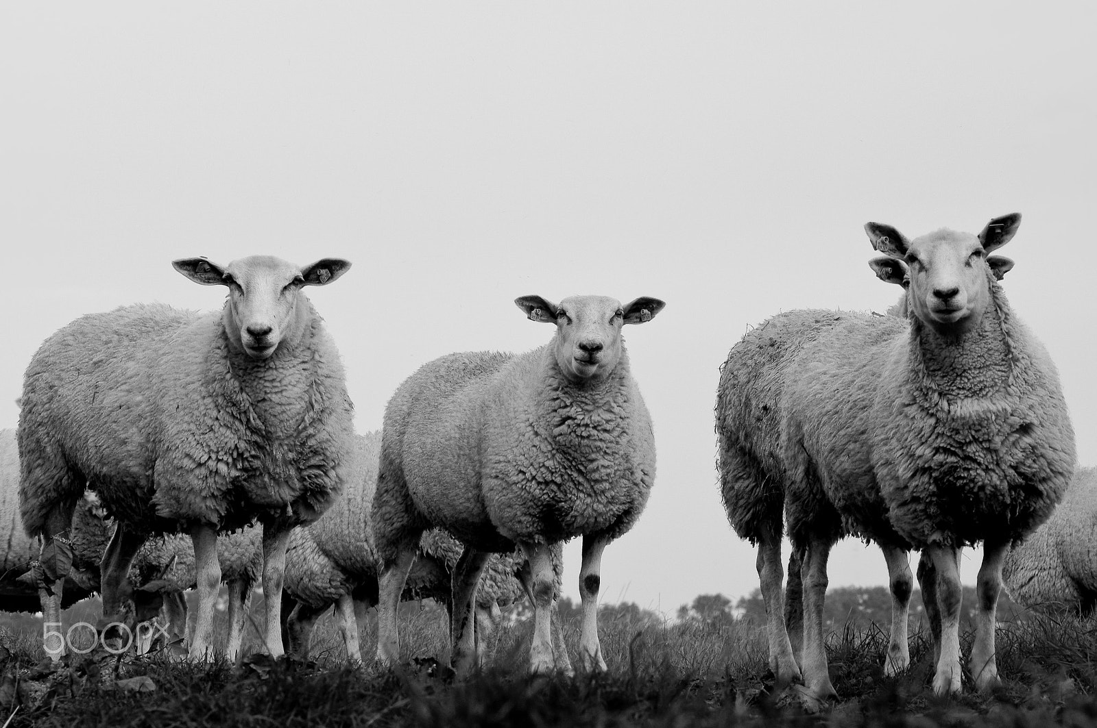 Pentax K20D sample photo. Sheep photography