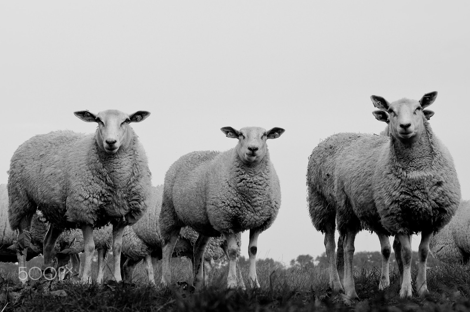 Pentax K20D + Pentax smc DA* 50-135mm F2.8 ED (IF) SDM sample photo. Sheep photography