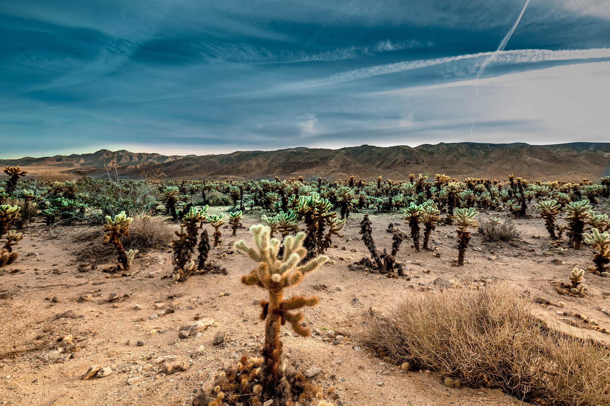 Canon EOS 5DS + Canon EF 300mm f/2.8L sample photo. A sea of cholla plants photography