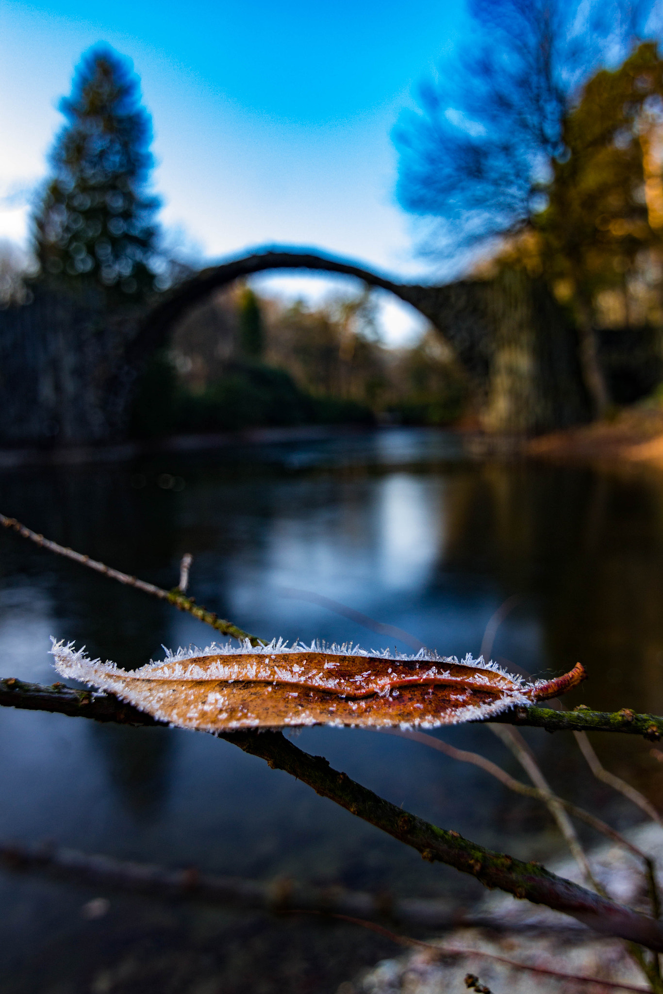 Canon EOS 1200D (EOS Rebel T5 / EOS Kiss X70 / EOS Hi) sample photo. Frozen leafs  photography