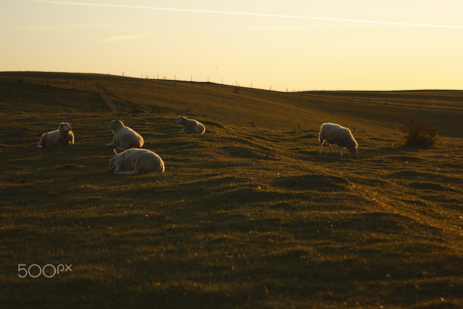 Canon EOS 1000D (EOS Digital Rebel XS / EOS Kiss F) sample photo. Sheep shot photography