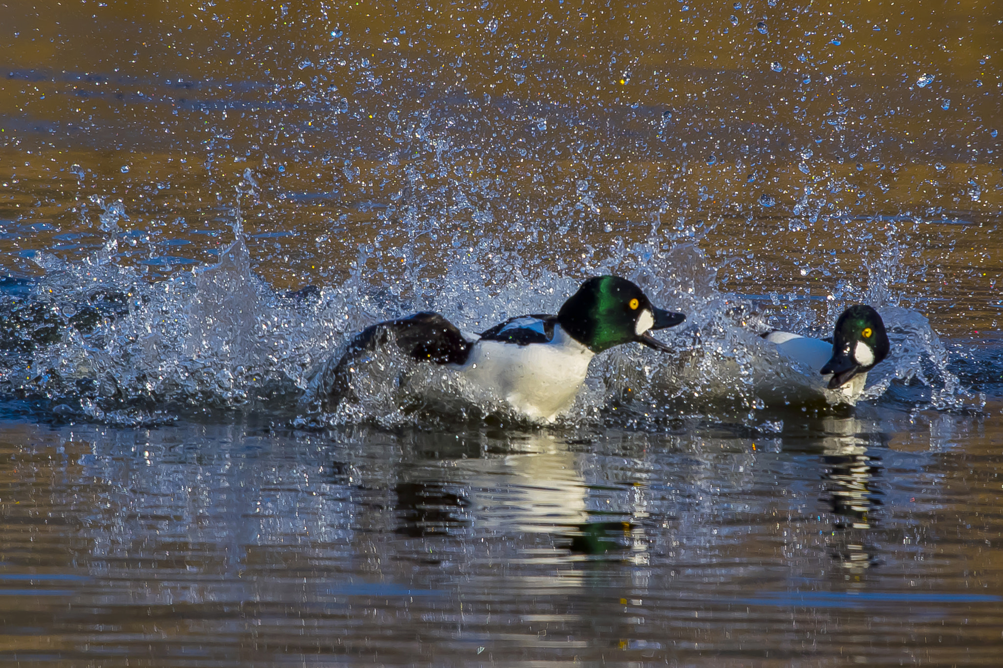Pentax K-3 + Sigma sample photo. Ducks' fight photography
