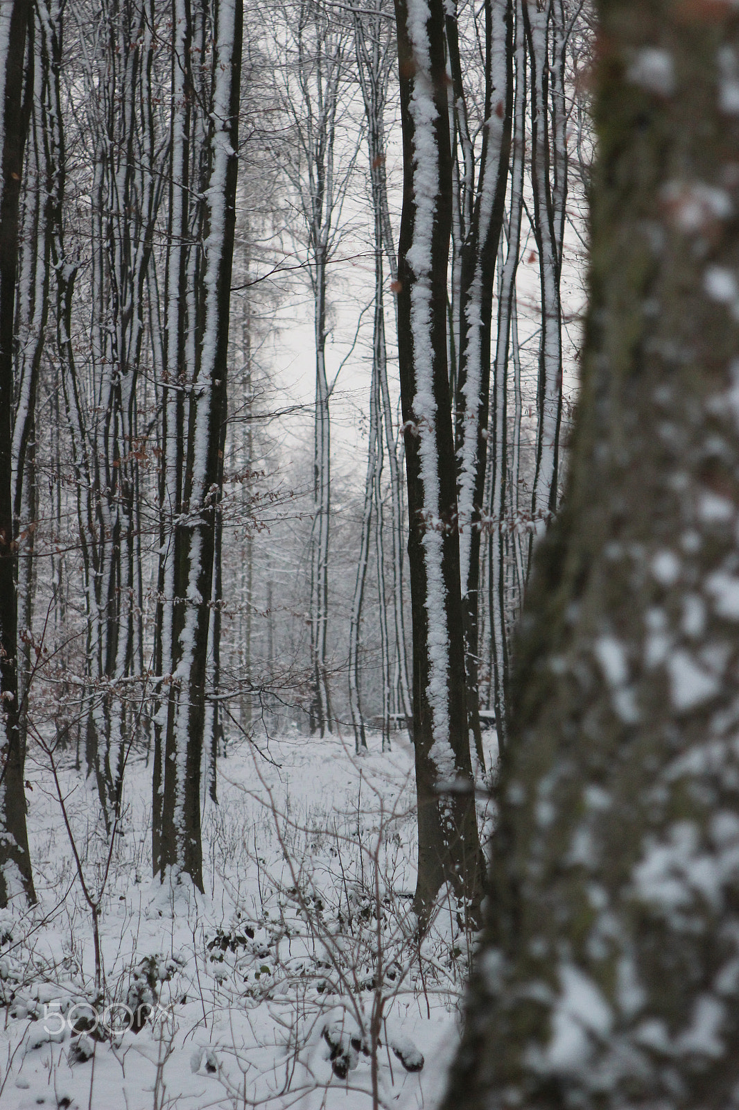 Canon EF 28-105mm f/3.5-4.5 USM sample photo. Snowy landscape - germany 16 photography