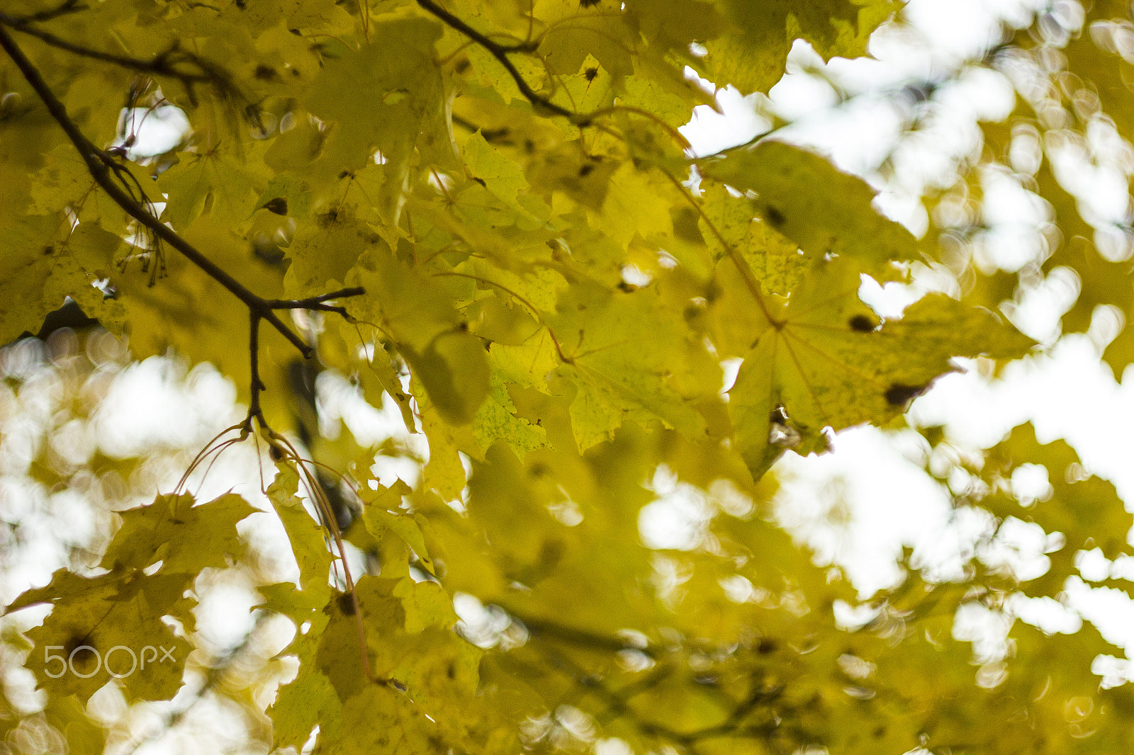 Canon EF 35-80mm f/4-5.6 sample photo. Through leafs photography