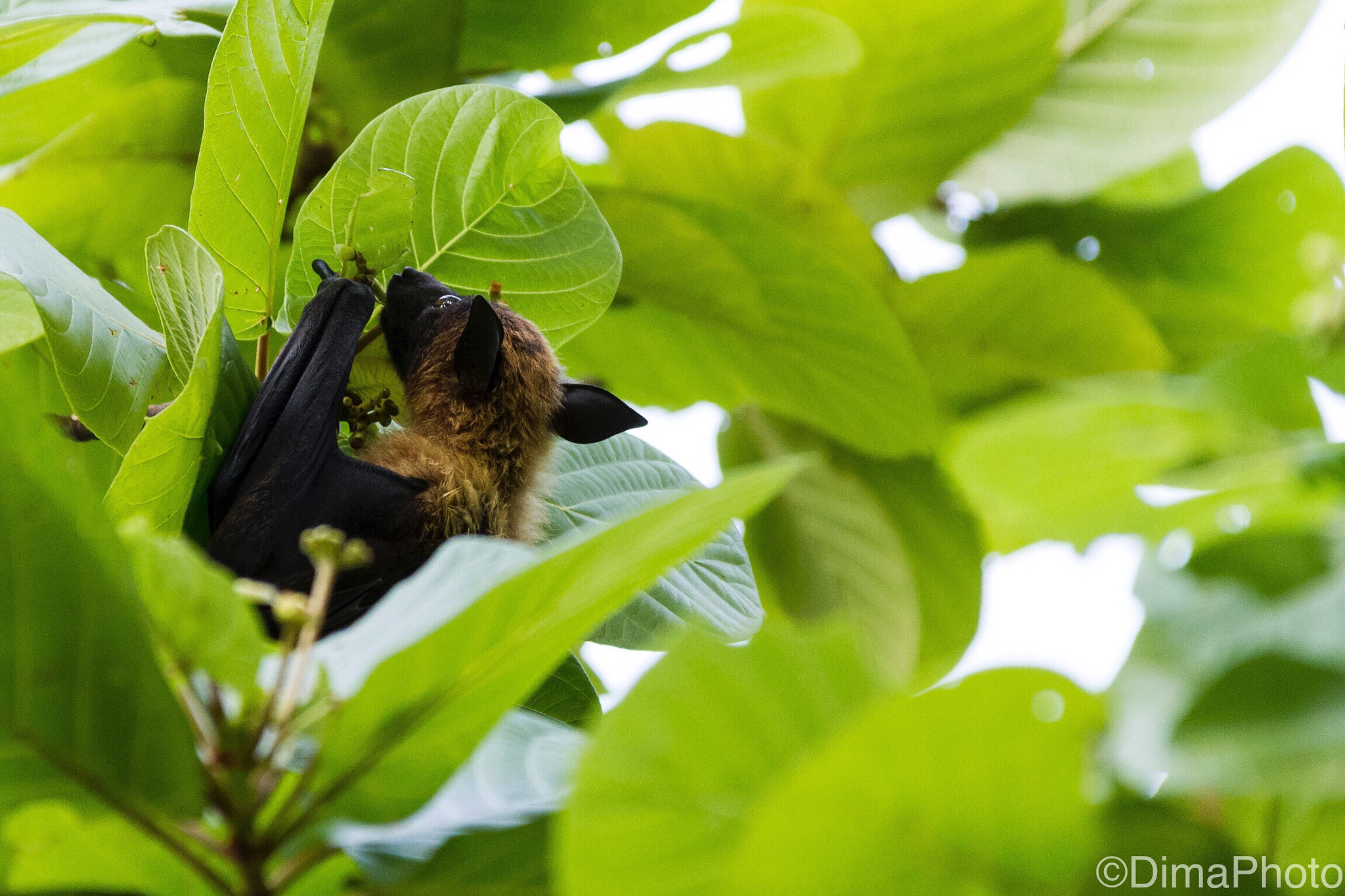 Canon EOS 7D + Canon EF 28-300mm F3.5-5.6L IS USM sample photo. Flying fox.  photography