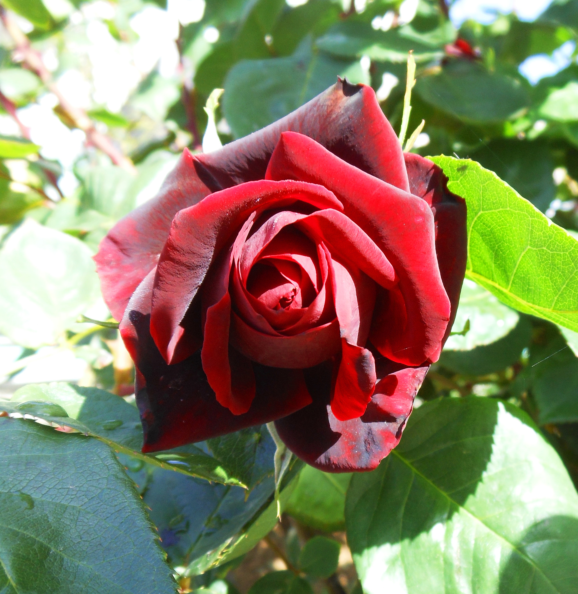 Nikon Coolpix S6200 sample photo. Red rose photography