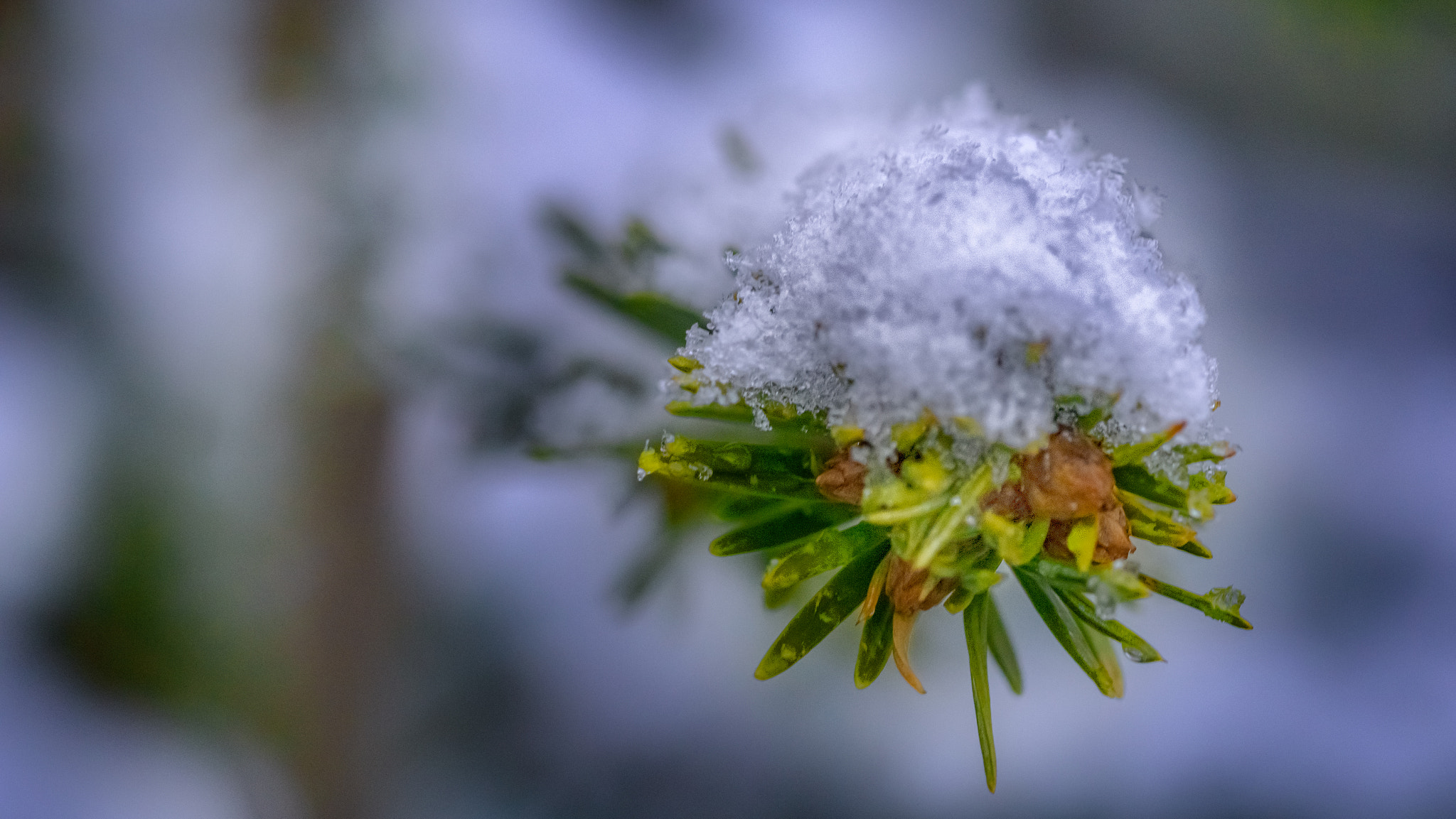 Sony a6000 + Sony DT 50mm F1.8 SAM sample photo. Febuary snowfall photography
