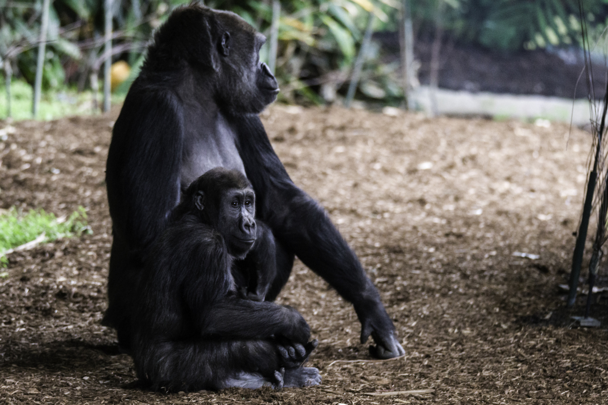 150-600mm F5-6.2 OSS sample photo. Mother & daughter - western lowland gorilla photography