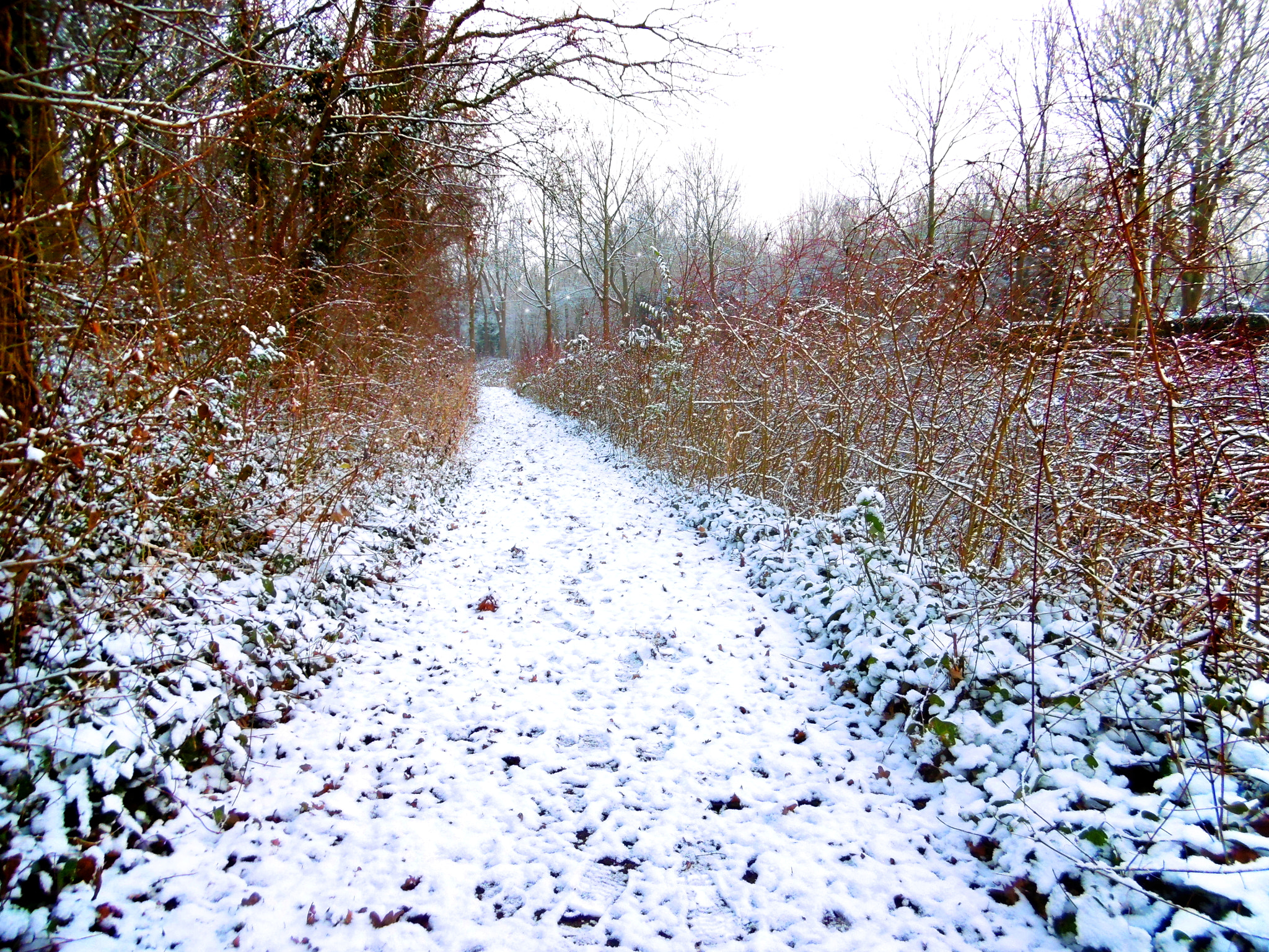 Panasonic DMC-SZ10 sample photo. Snow in the netherlands photography