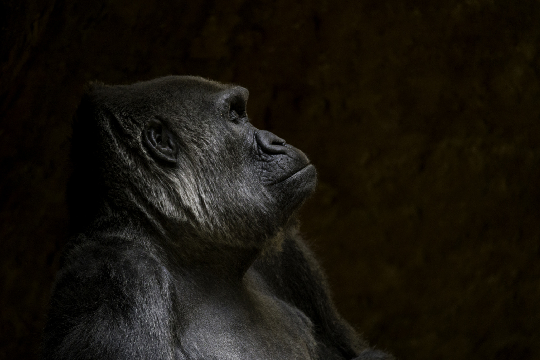 150-600mm F5-6.2 OSS sample photo. Deep thought - western lowland gorilla photography