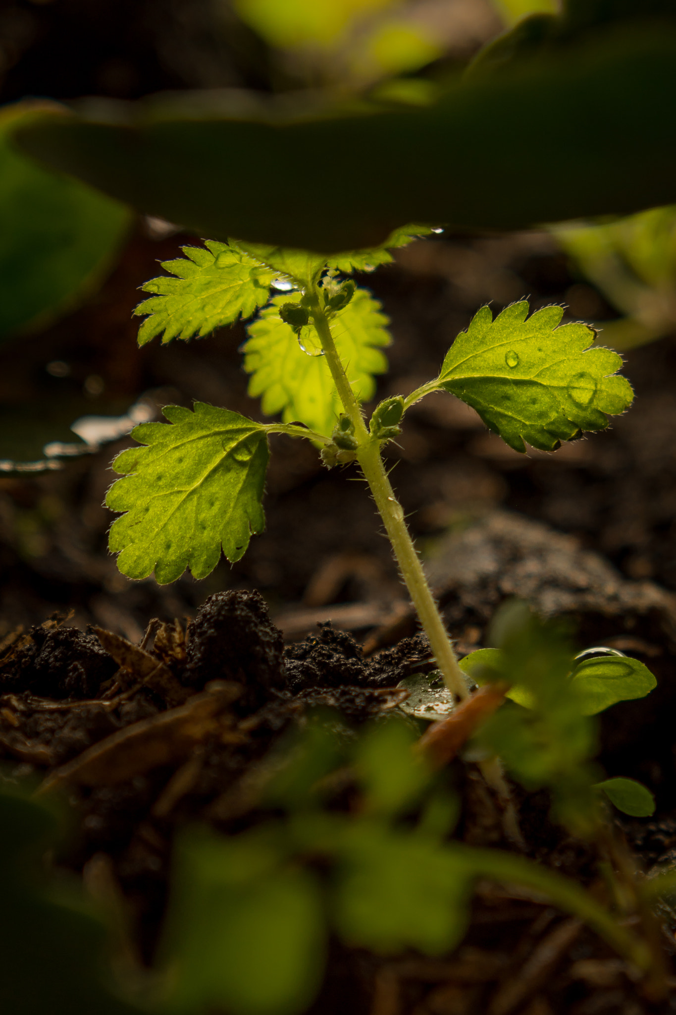Nikon D7200 sample photo. Hidden tree  photography