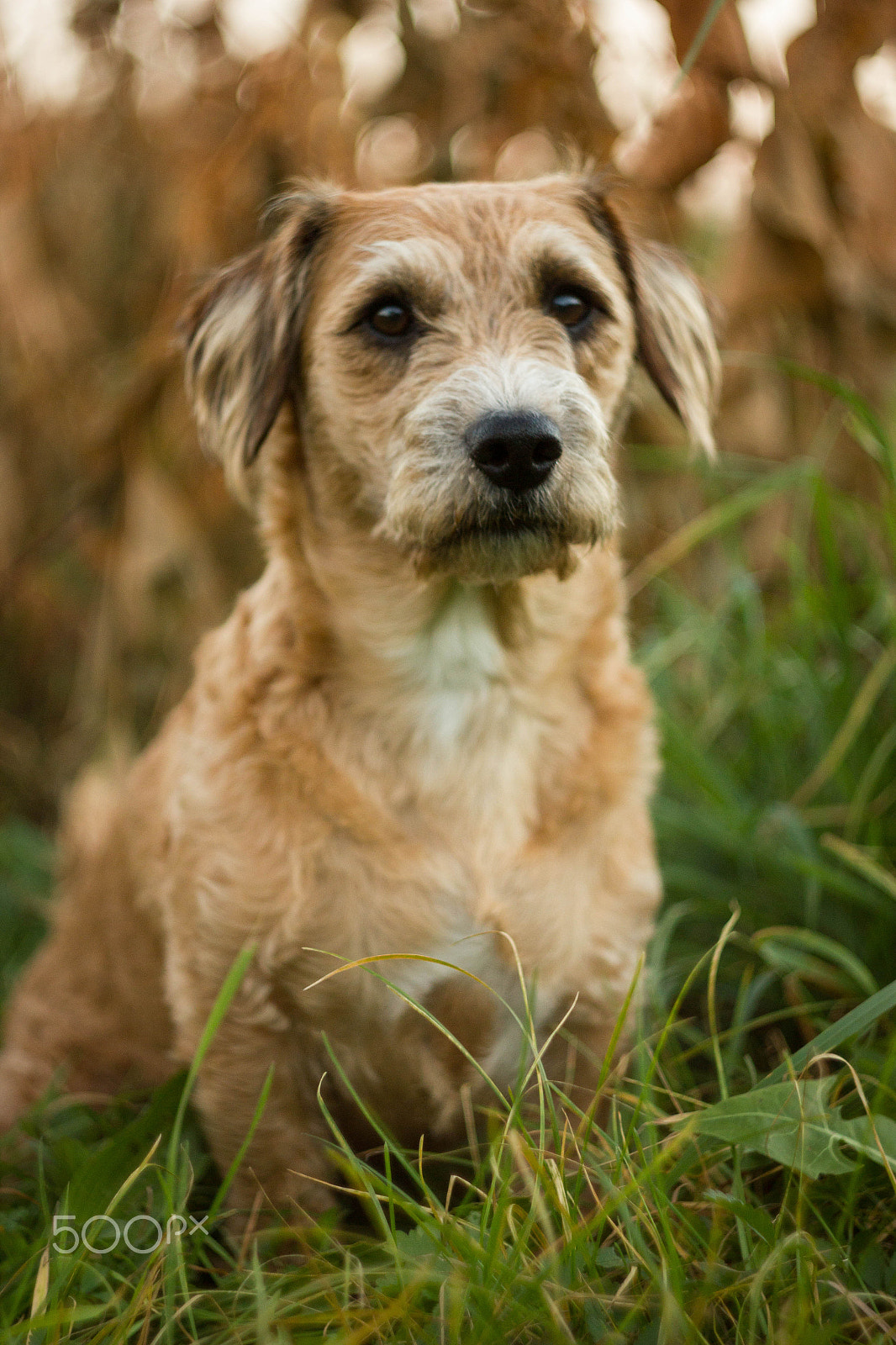 Canon EF 35-80mm f/4-5.6 sample photo. Hero photography