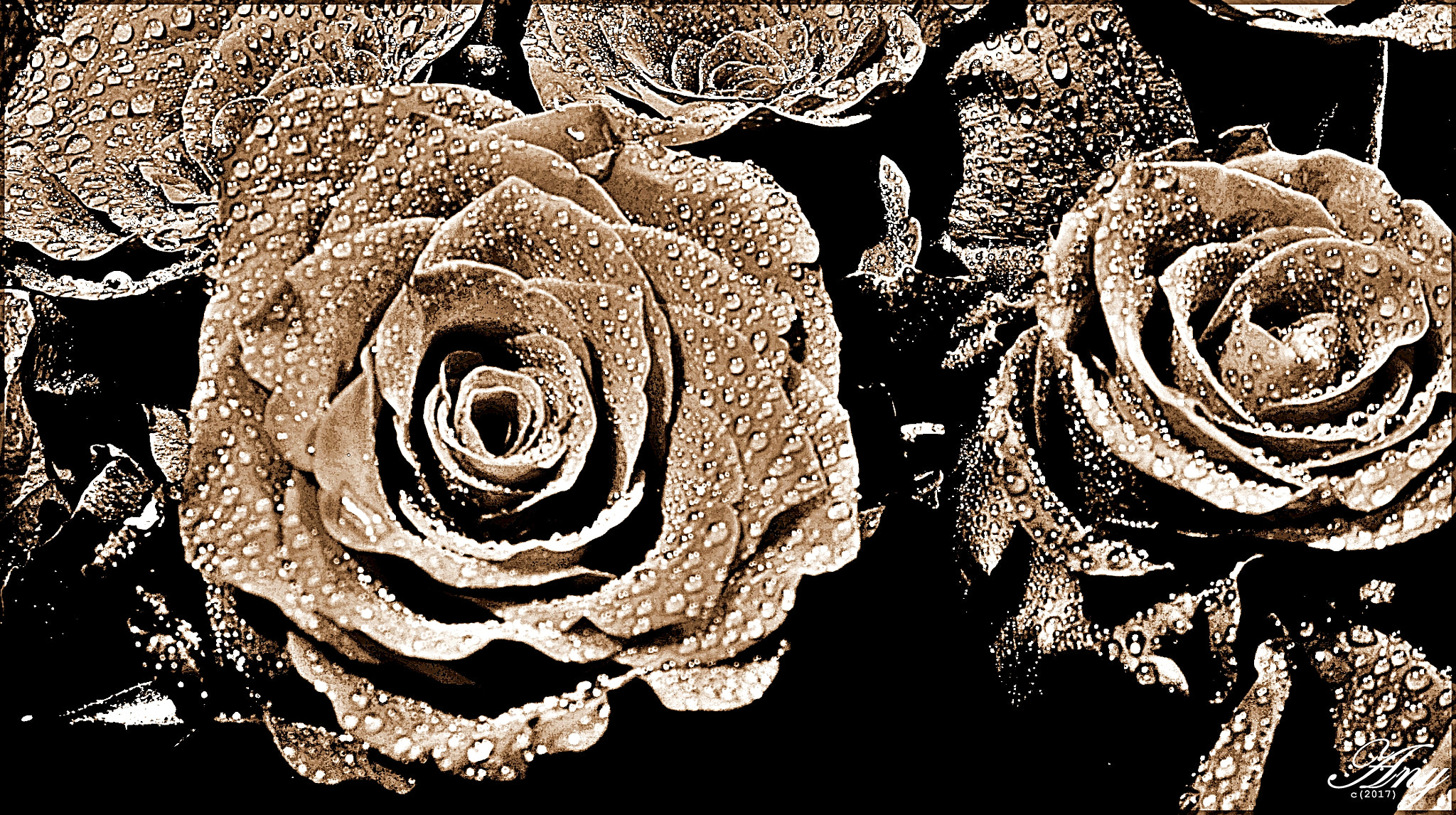 Canon EF-S 18-55mm F3.5-5.6 II sample photo. Roses photography
