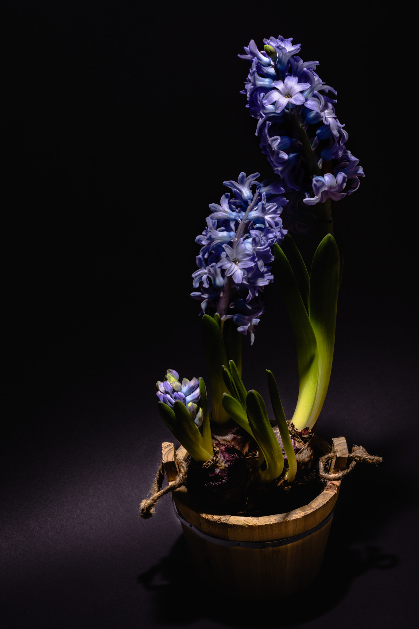 Nikon D7200 sample photo. Hyacinth photography