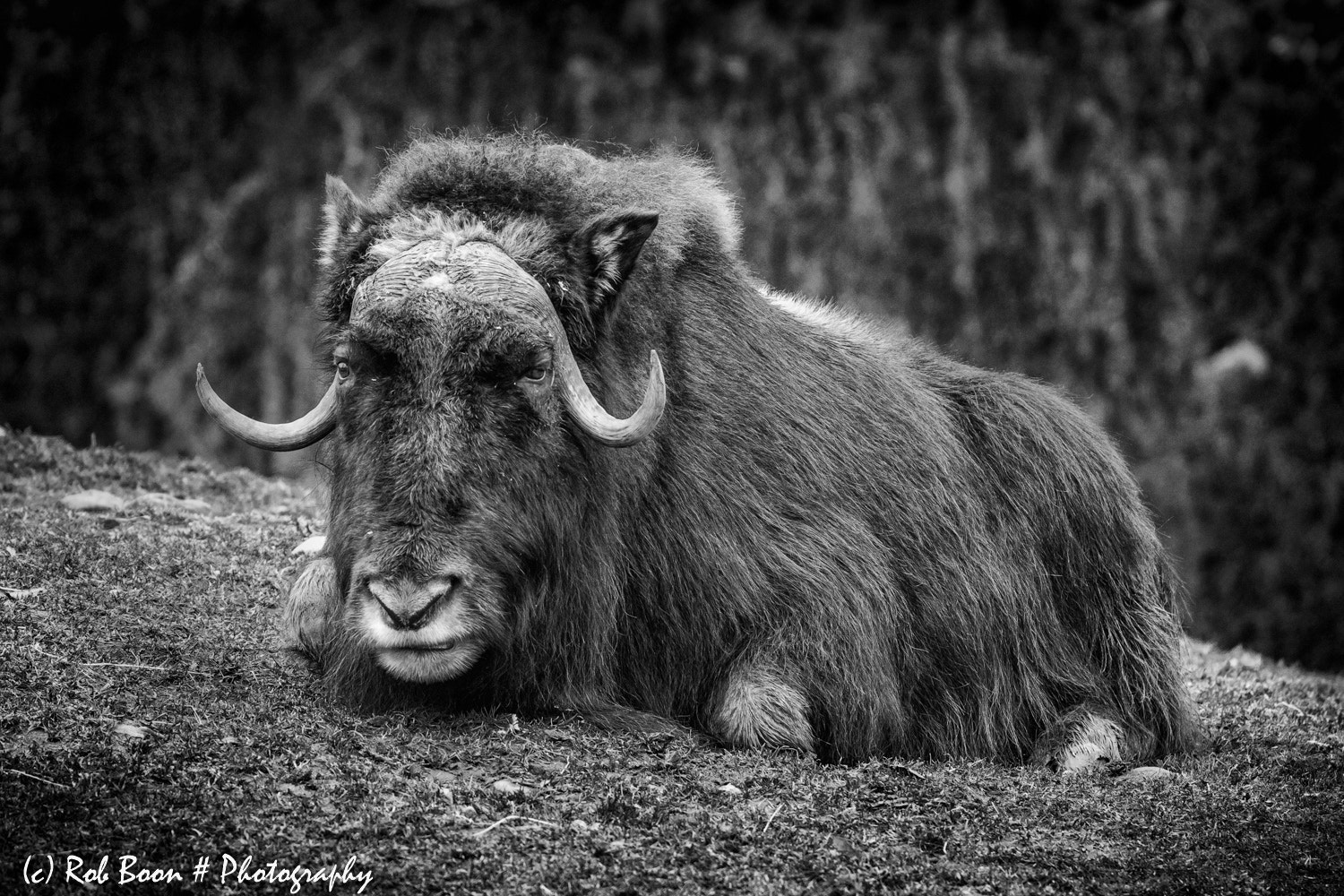 Canon EOS 5DS sample photo. Musk ox photography