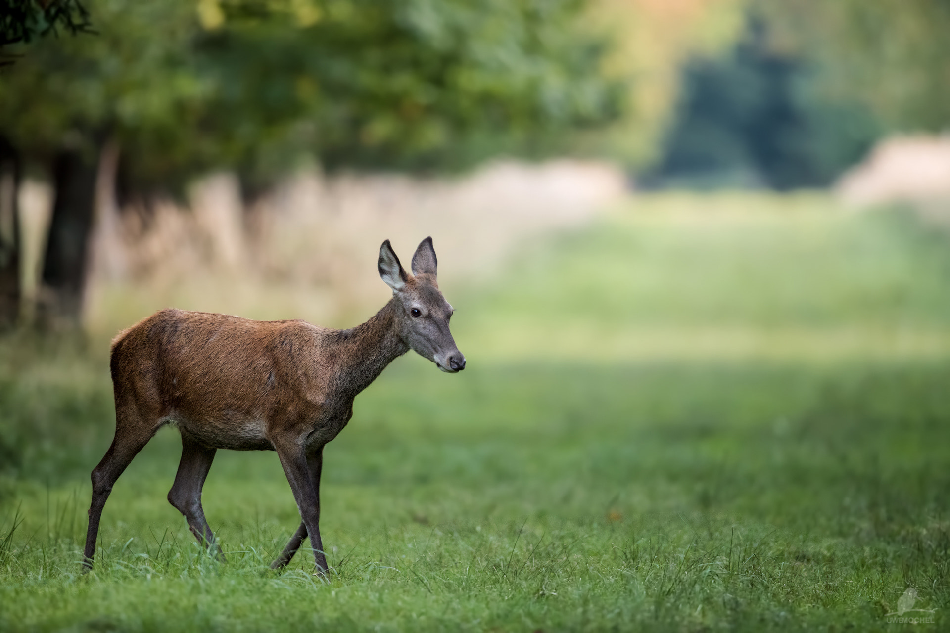 Canon EF 600mm F4L IS II USM sample photo. Kahlwild photography