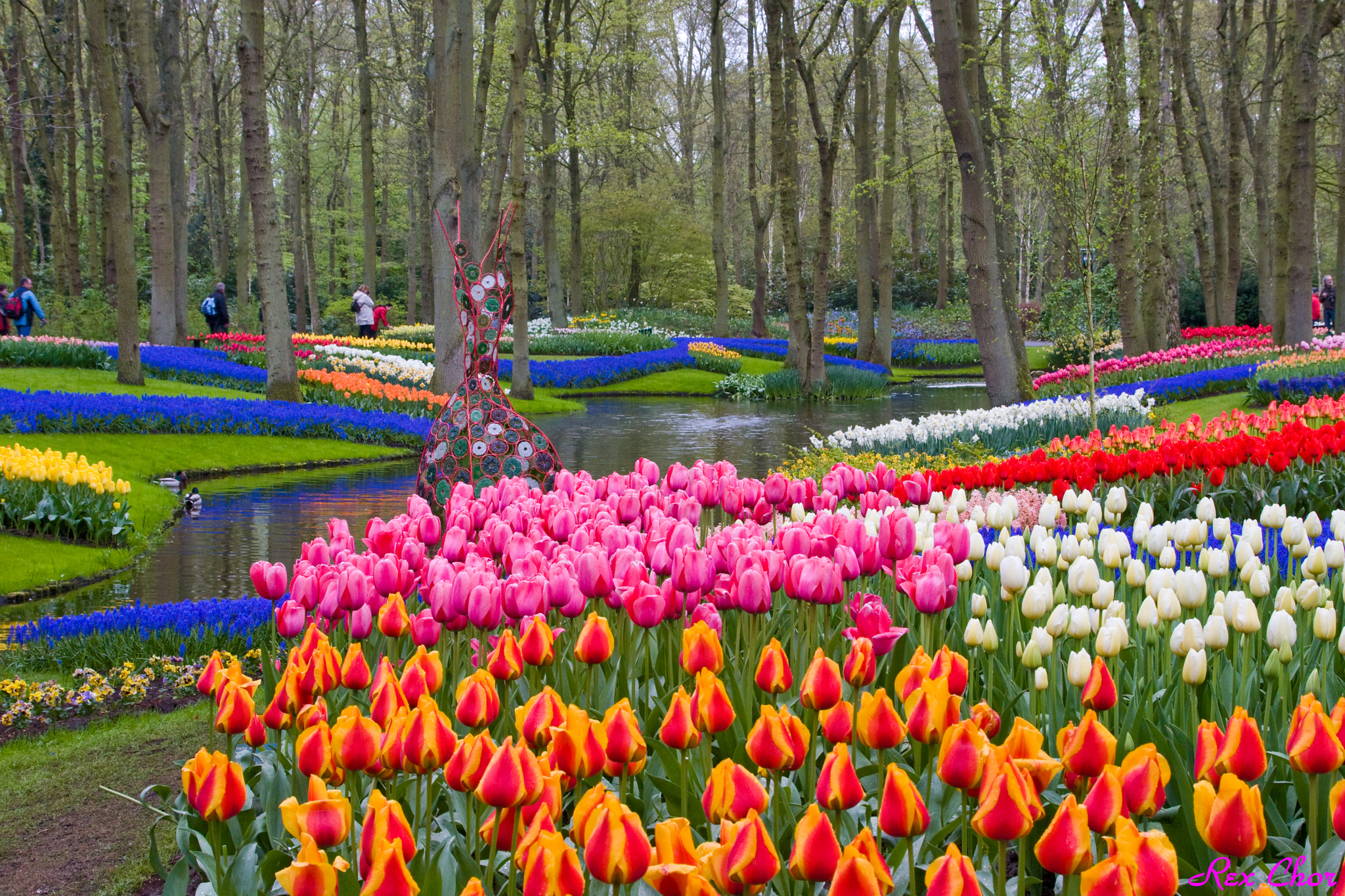 Canon EOS 40D + Canon EF 24-105mm F4L IS USM sample photo. Impressive tulip@keukenhof photography