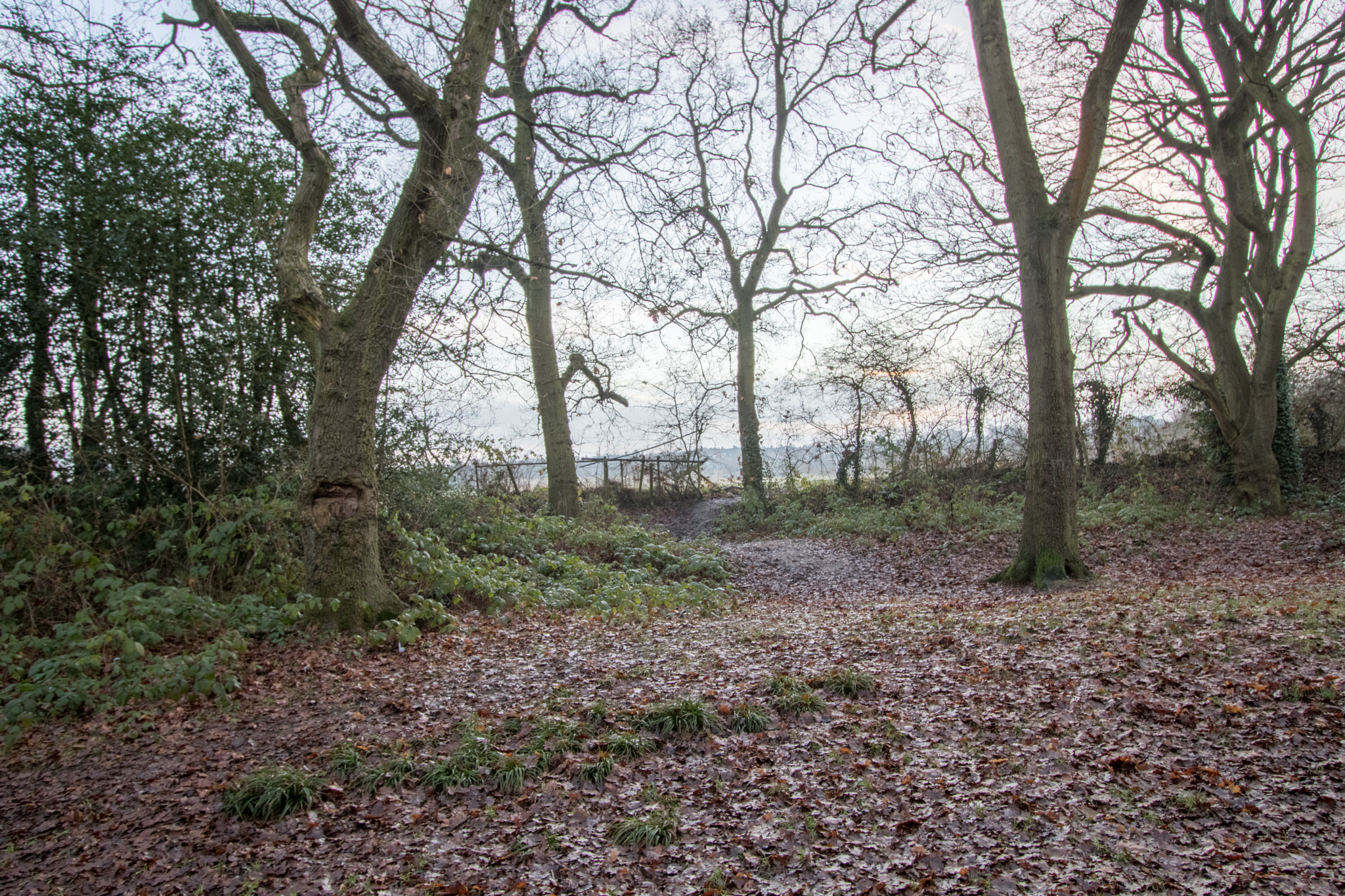 Canon EOS 760D (EOS Rebel T6s / EOS 8000D) sample photo. Old hall woods photography