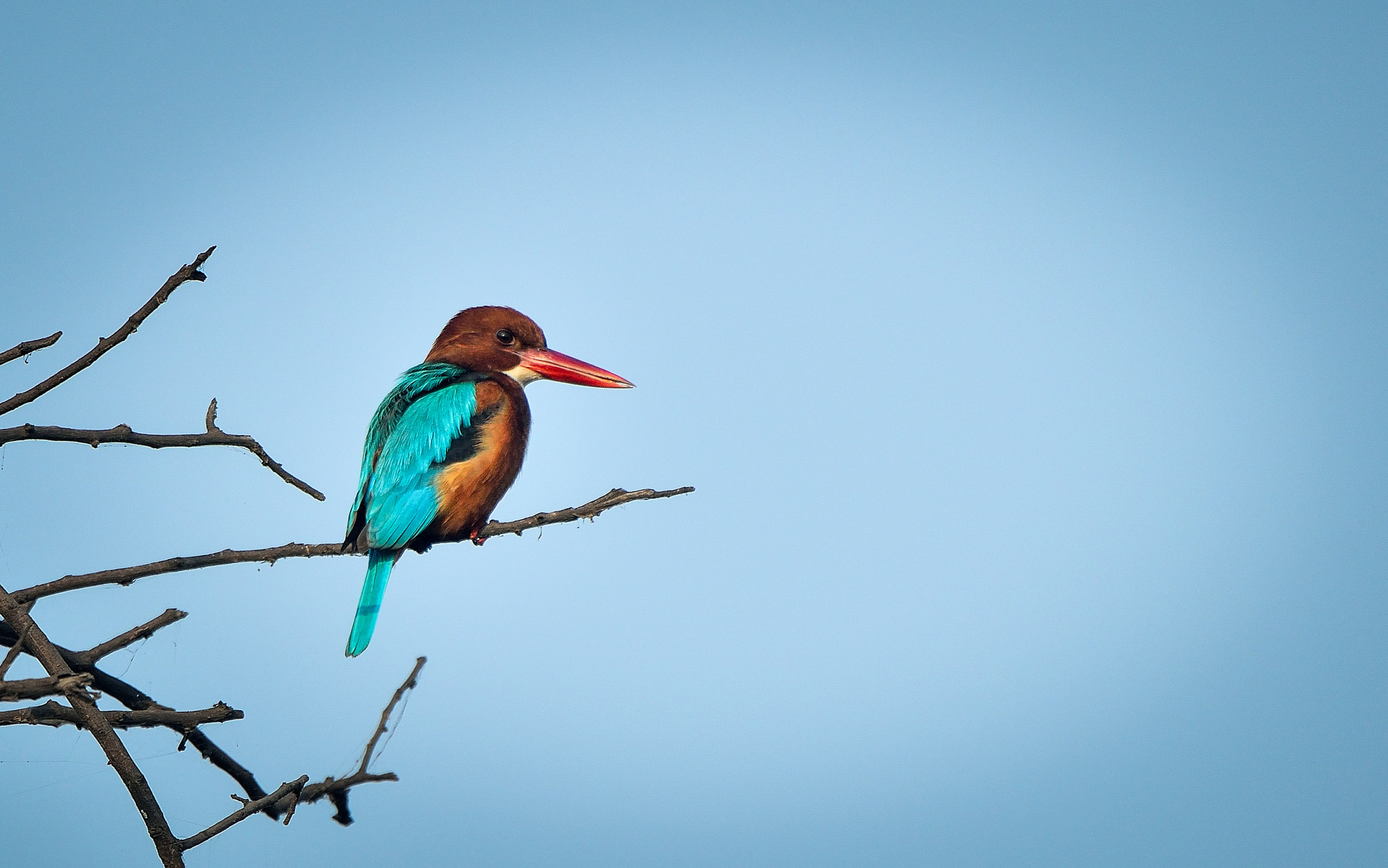 Nikon D3300 + Tamron SP 150-600mm F5-6.3 Di VC USD sample photo. White-throated kingfisher | dec 16 | sultanpur | photography