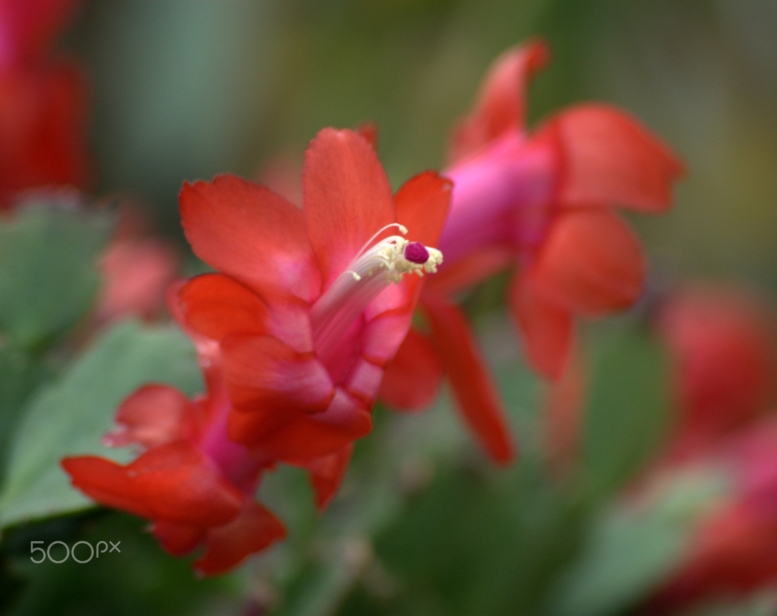 Sigma 70-300mm F4-5.6 APO DG Macro sample photo. Christmas cactus flower photography