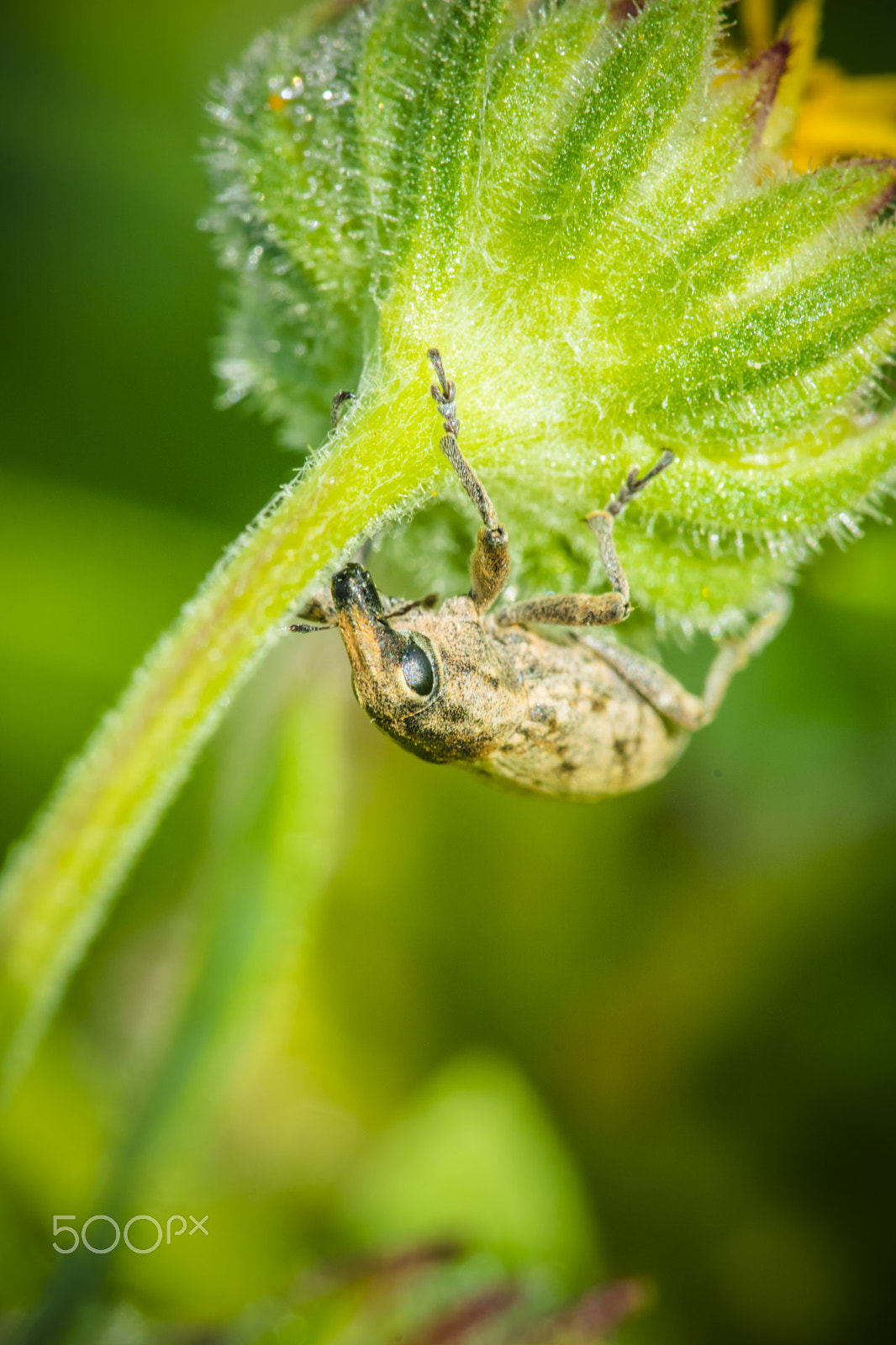 Nikon D3300 + Sigma 150mm F2.8 EX DG Macro HSM sample photo. Weevil photography