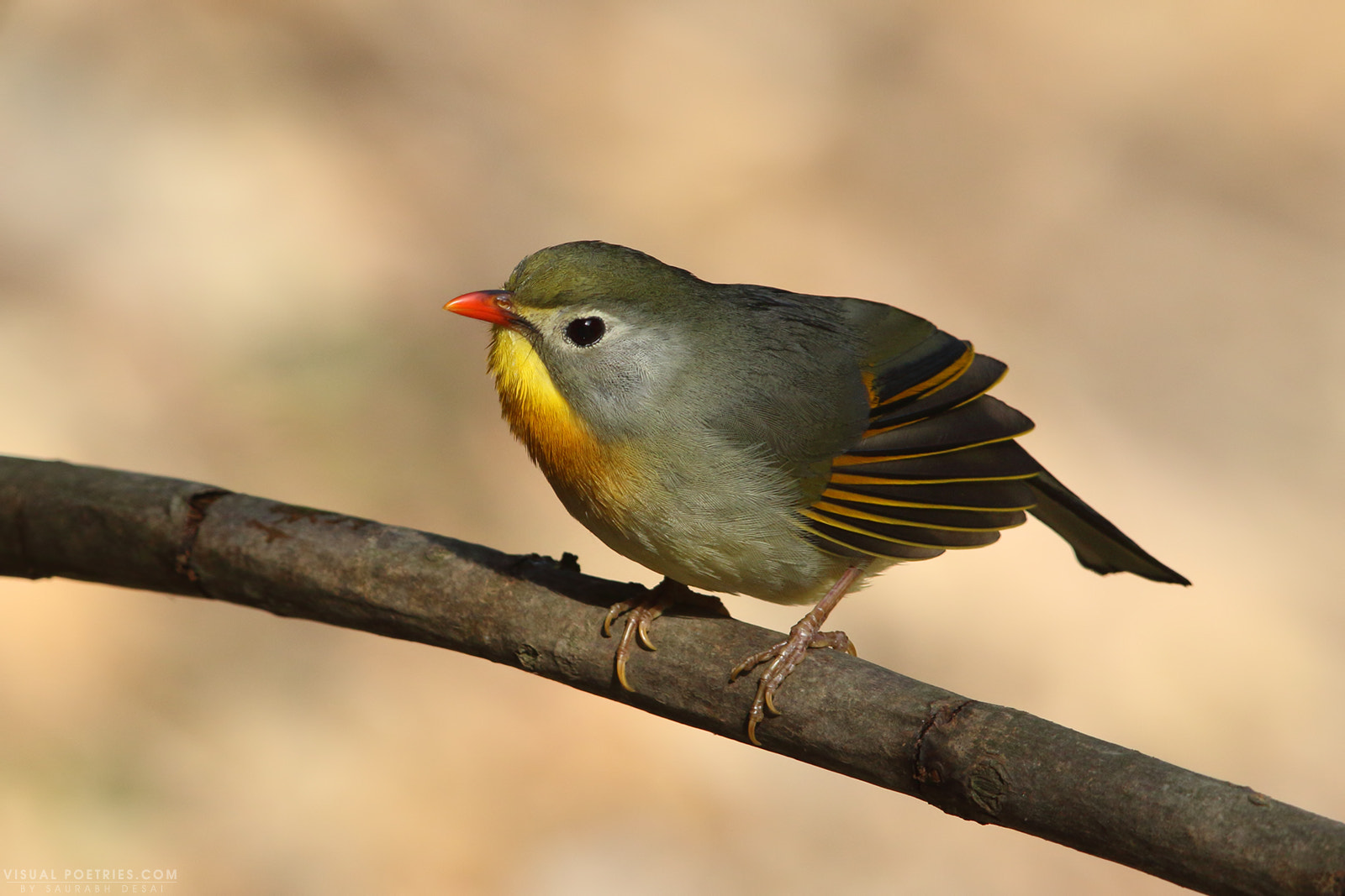 Canon EF 600mm F4L IS II USM sample photo. Qa photography