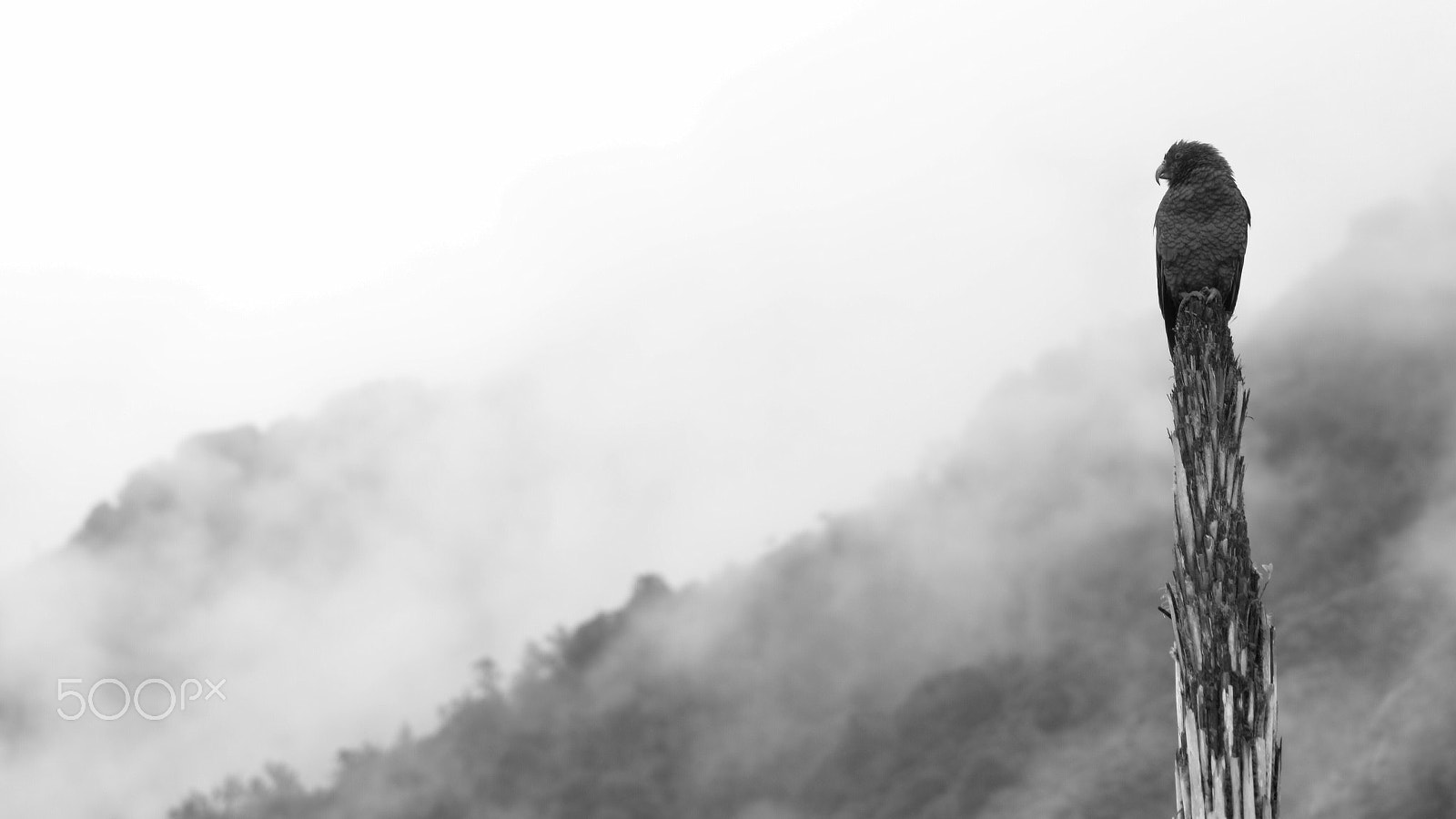 Nikon AF Nikkor 70-300mm F4-5.6G sample photo. A lonely perch over the misty mountains photography