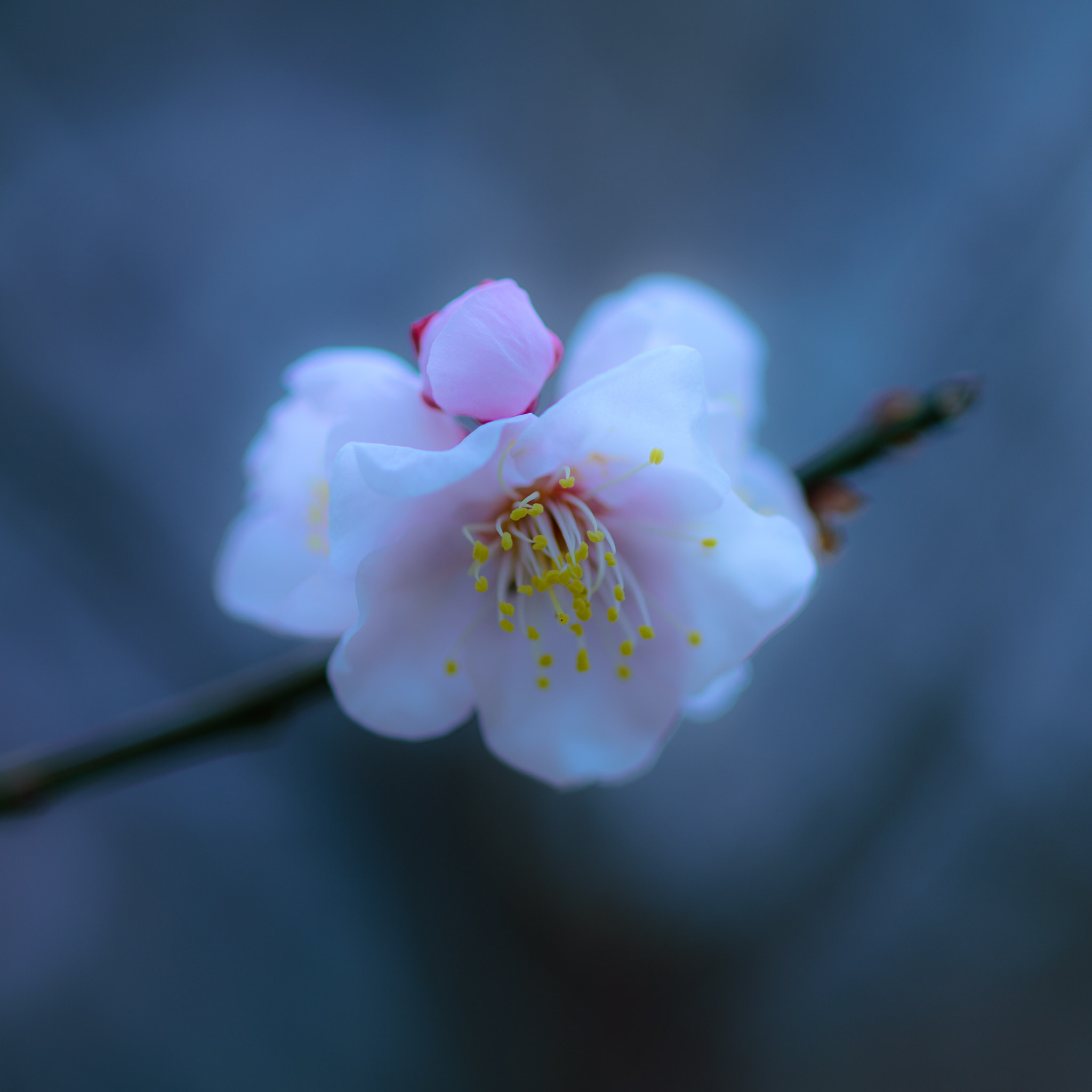 Nikon Df + ZEISS Makro-Planar T* 100mm F2 sample photo. Still in winter photography