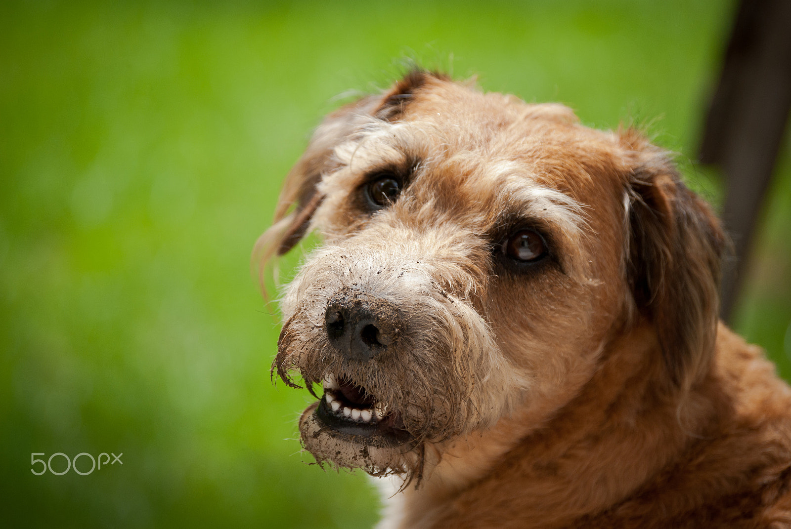 Nikon D60 sample photo. Doggy smile photography
