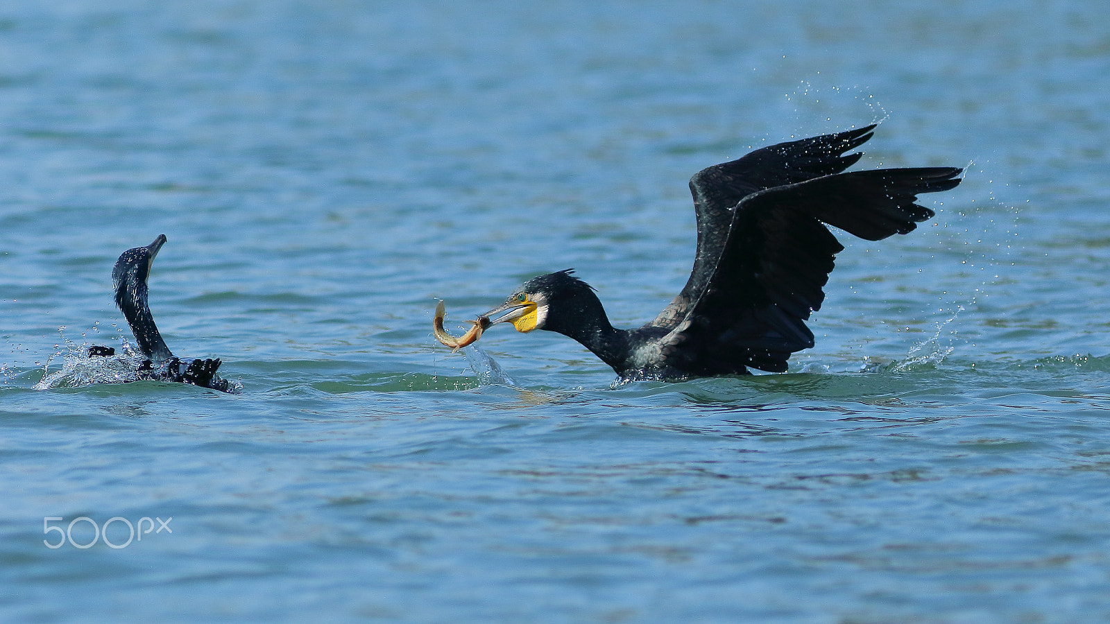 Canon EOS 7D Mark II + Canon EF 300mm F4L IS USM sample photo. 鸬鹚捕渔 photography