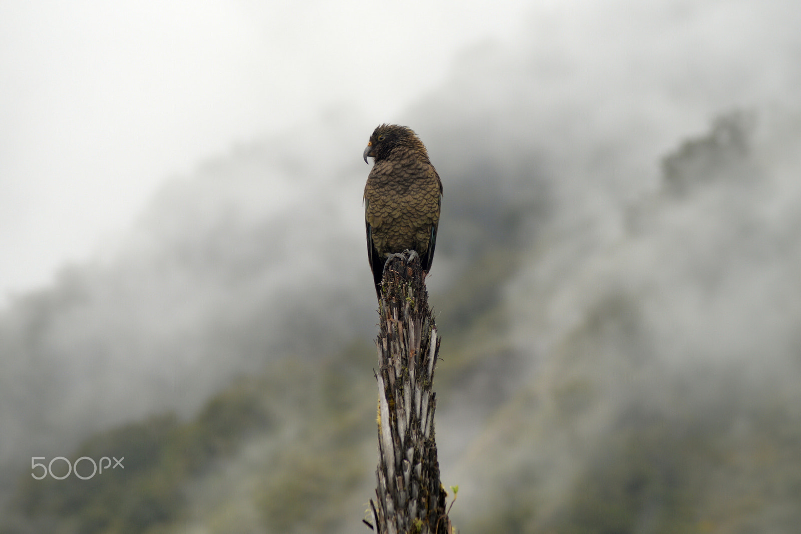Nikon AF Nikkor 70-300mm F4-5.6G sample photo. The kea photography