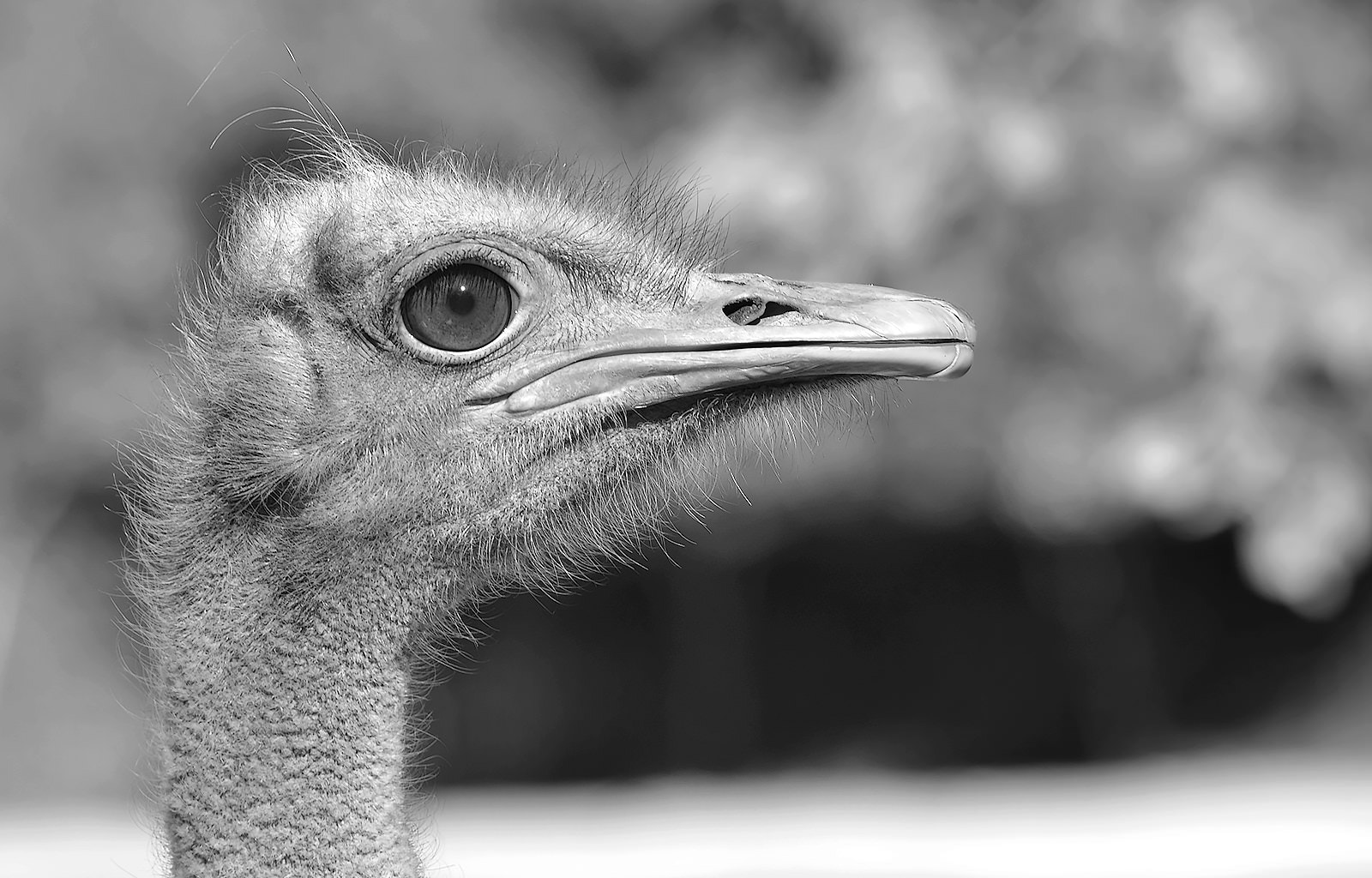 Nikon D7000 + Sigma 150-500mm F5-6.3 DG OS HSM sample photo. Ostrich portrait #2 - bw photography