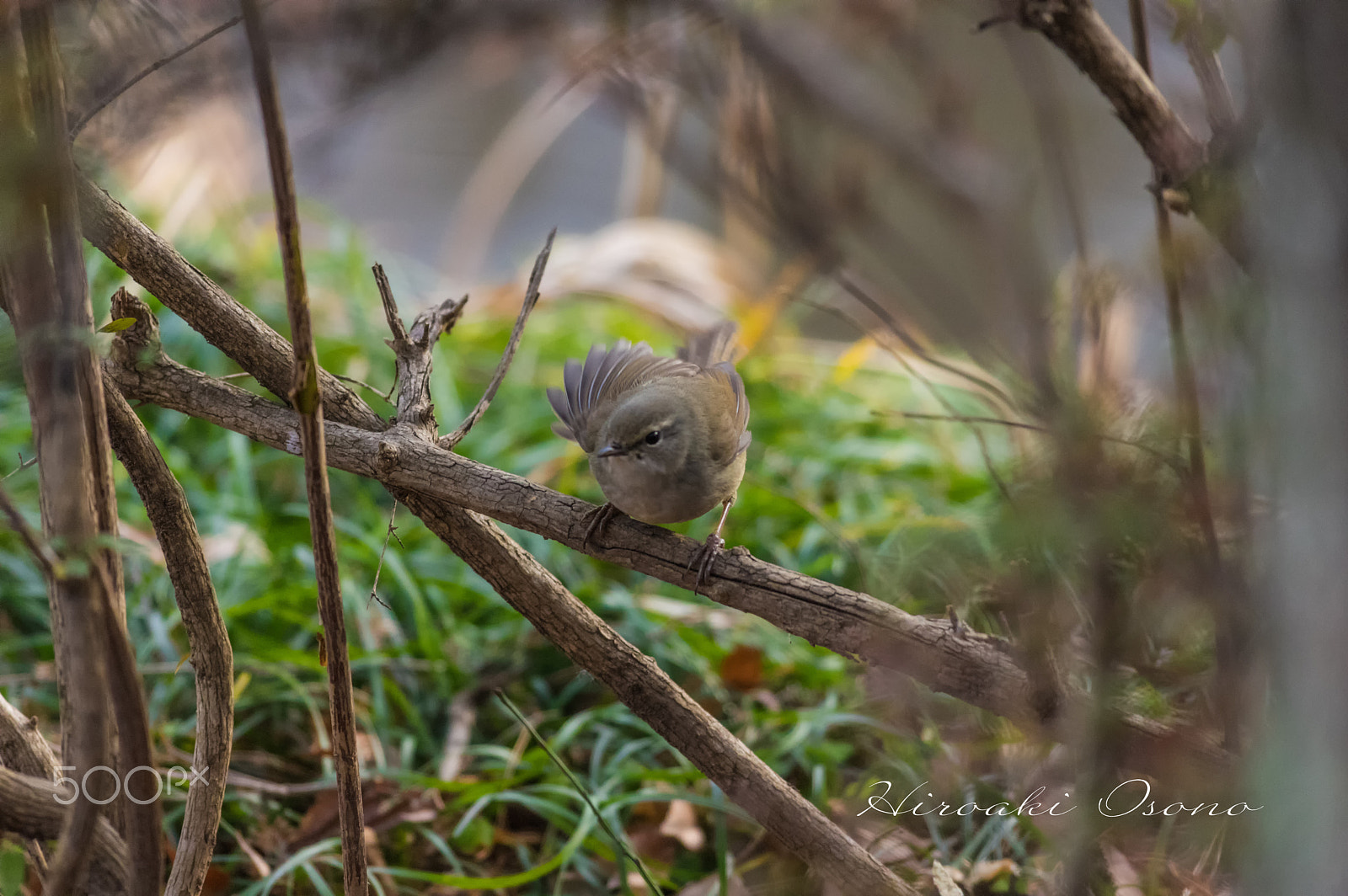 Pentax smc DA* 300mm F4.0 ED (IF) SDM sample photo. Nightingale photography