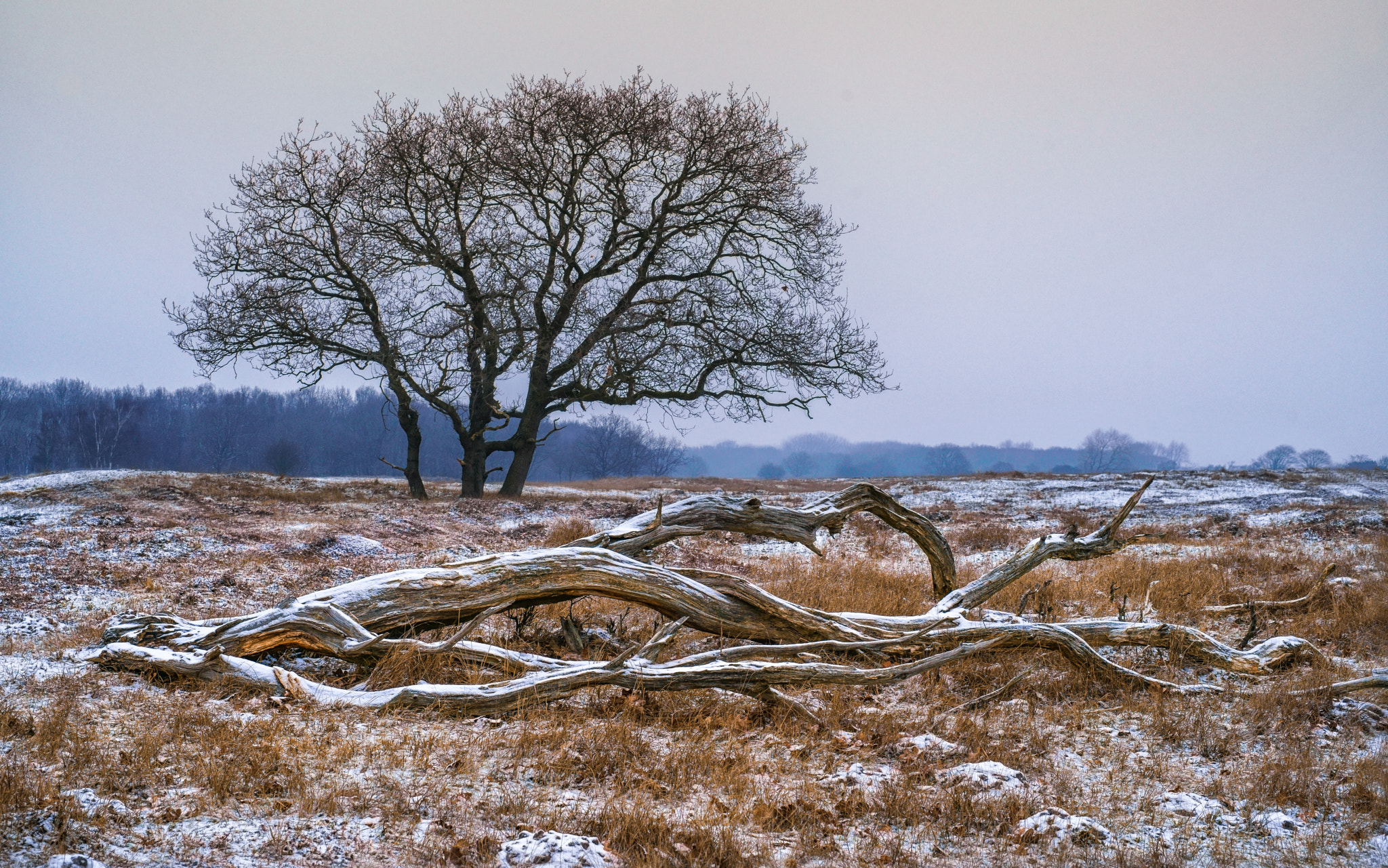 Sony a99 II sample photo. Trees in a snowy landscape photography