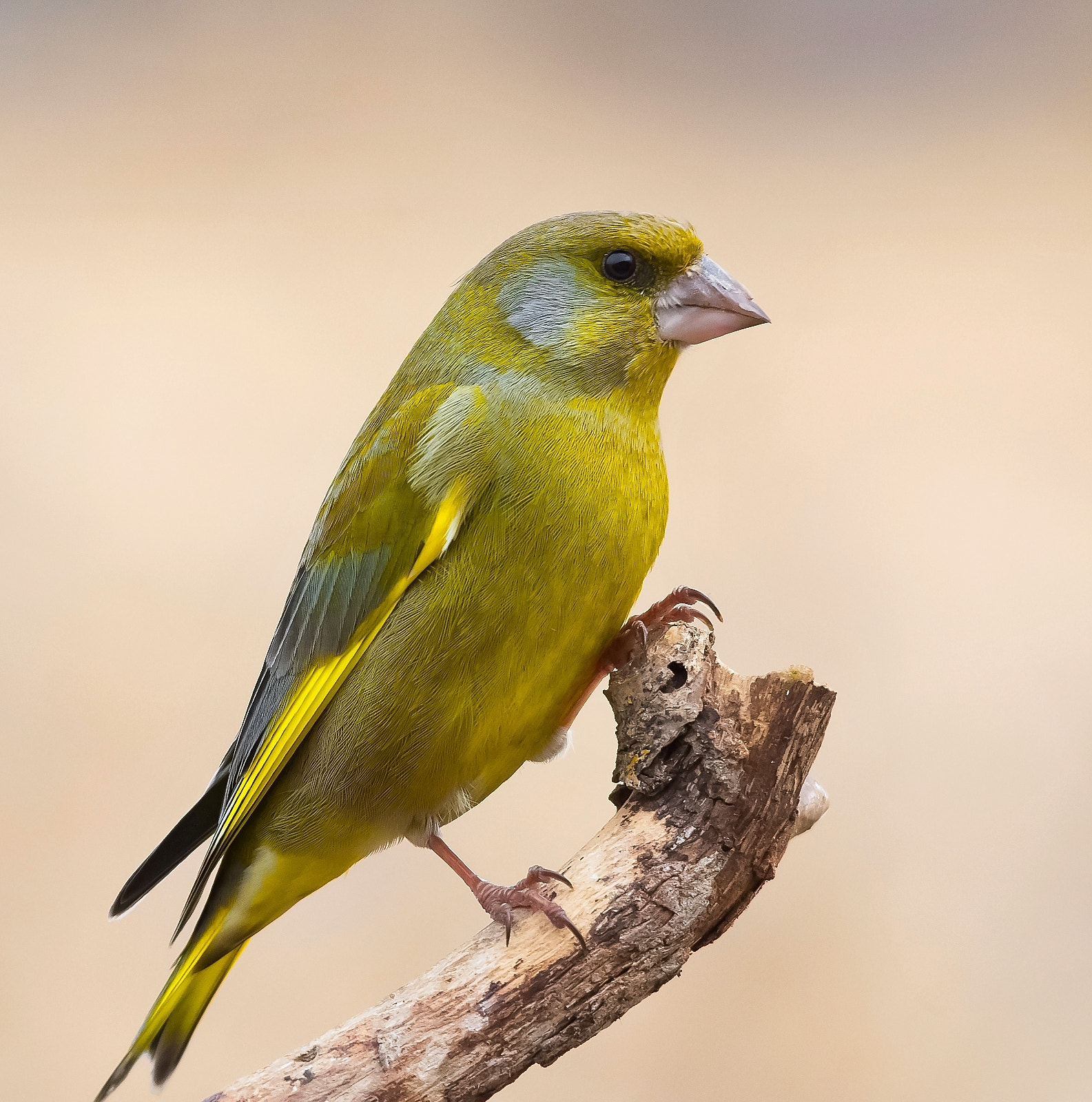Sigma 120-400mm F4.5-5.6 DG OS HSM sample photo. Greenfinch photography