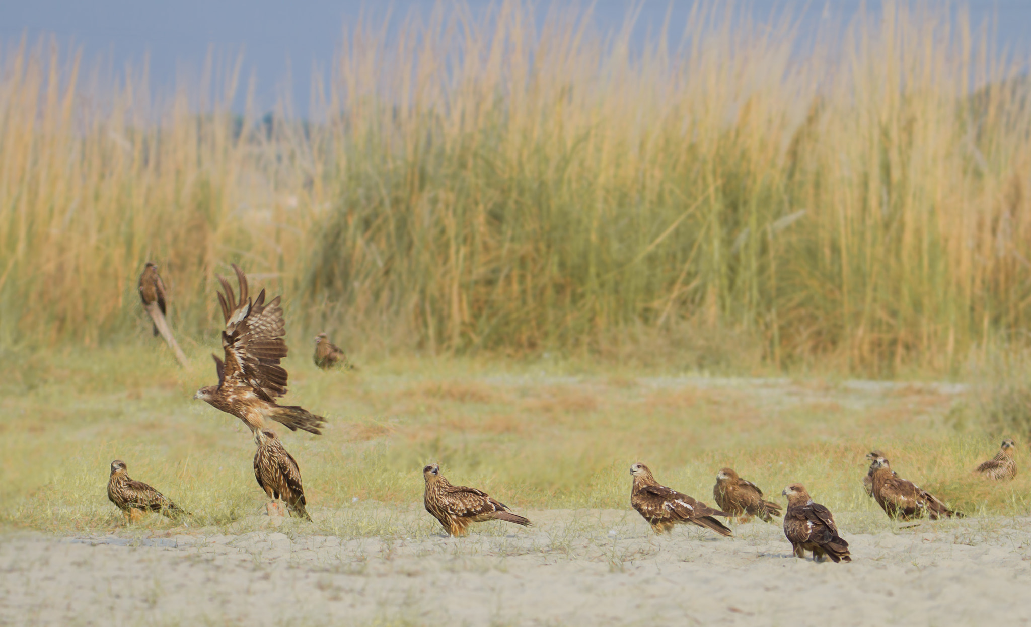 Tamron SP 150-600mm F5-6.3 Di VC USD sample photo. Black kite photography