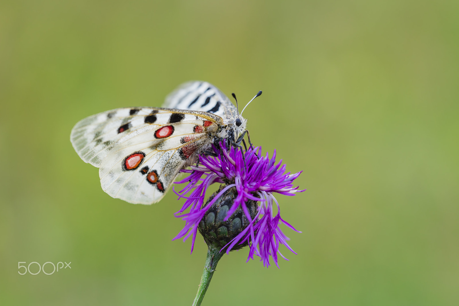 Nikon D810 sample photo. Roter apollofalter weibchen, parnassius apollo lithographicus, f photography